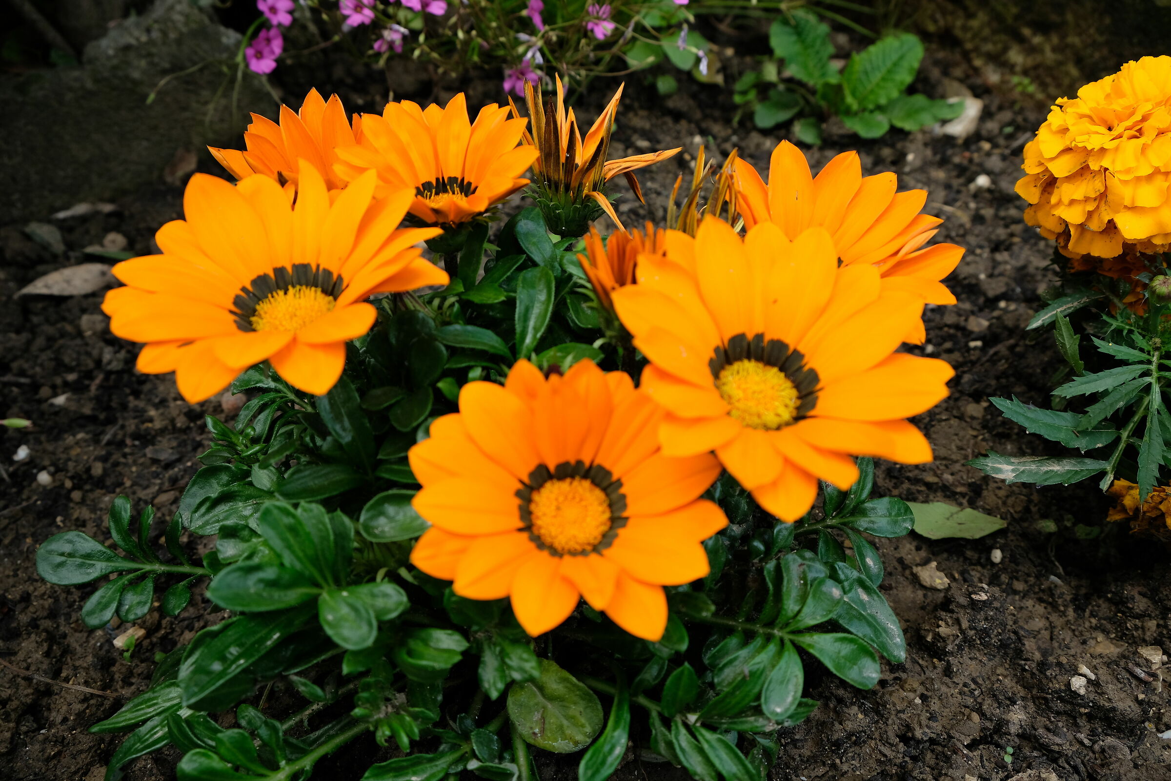 Flowers of my garden