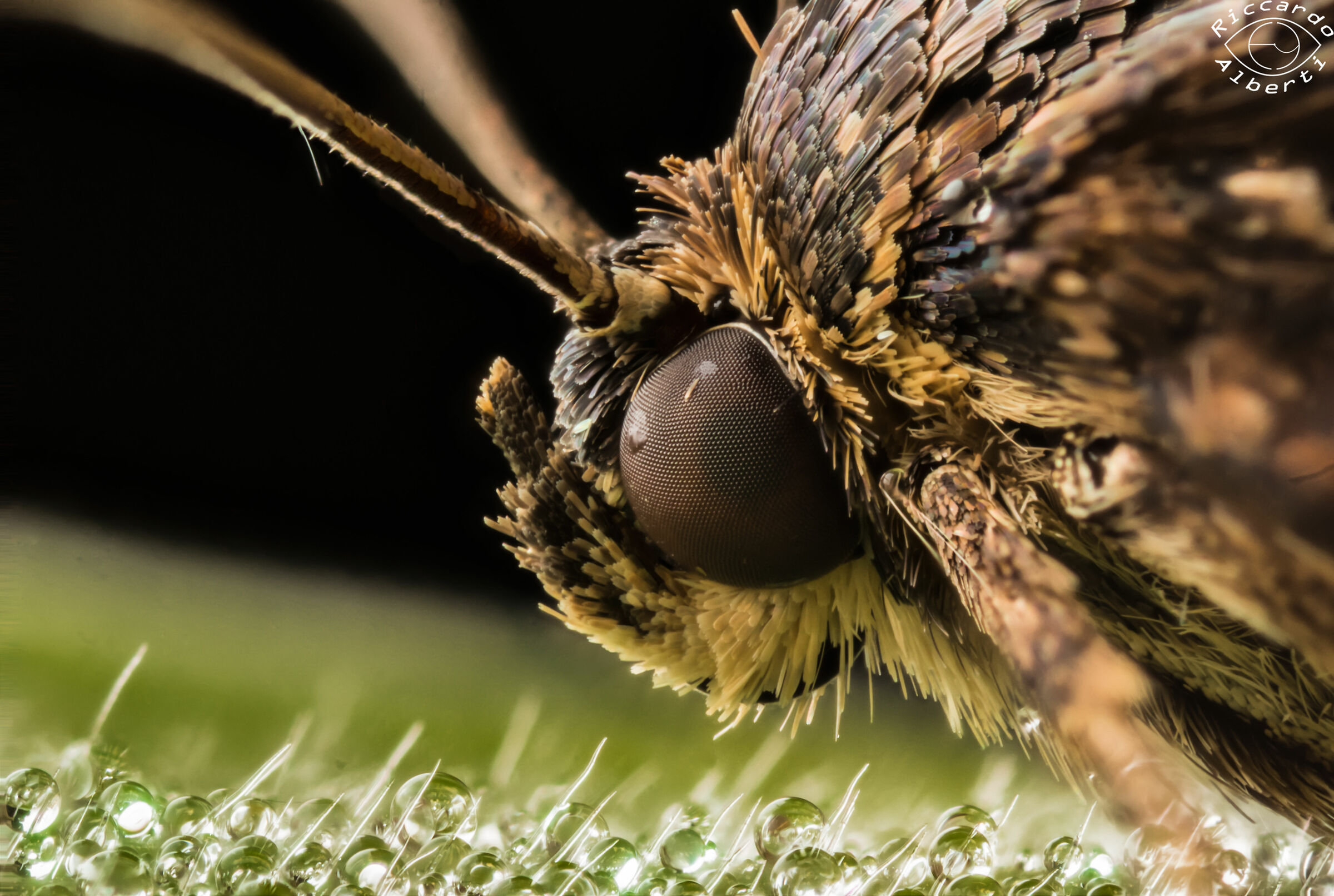 I sleep between the drops