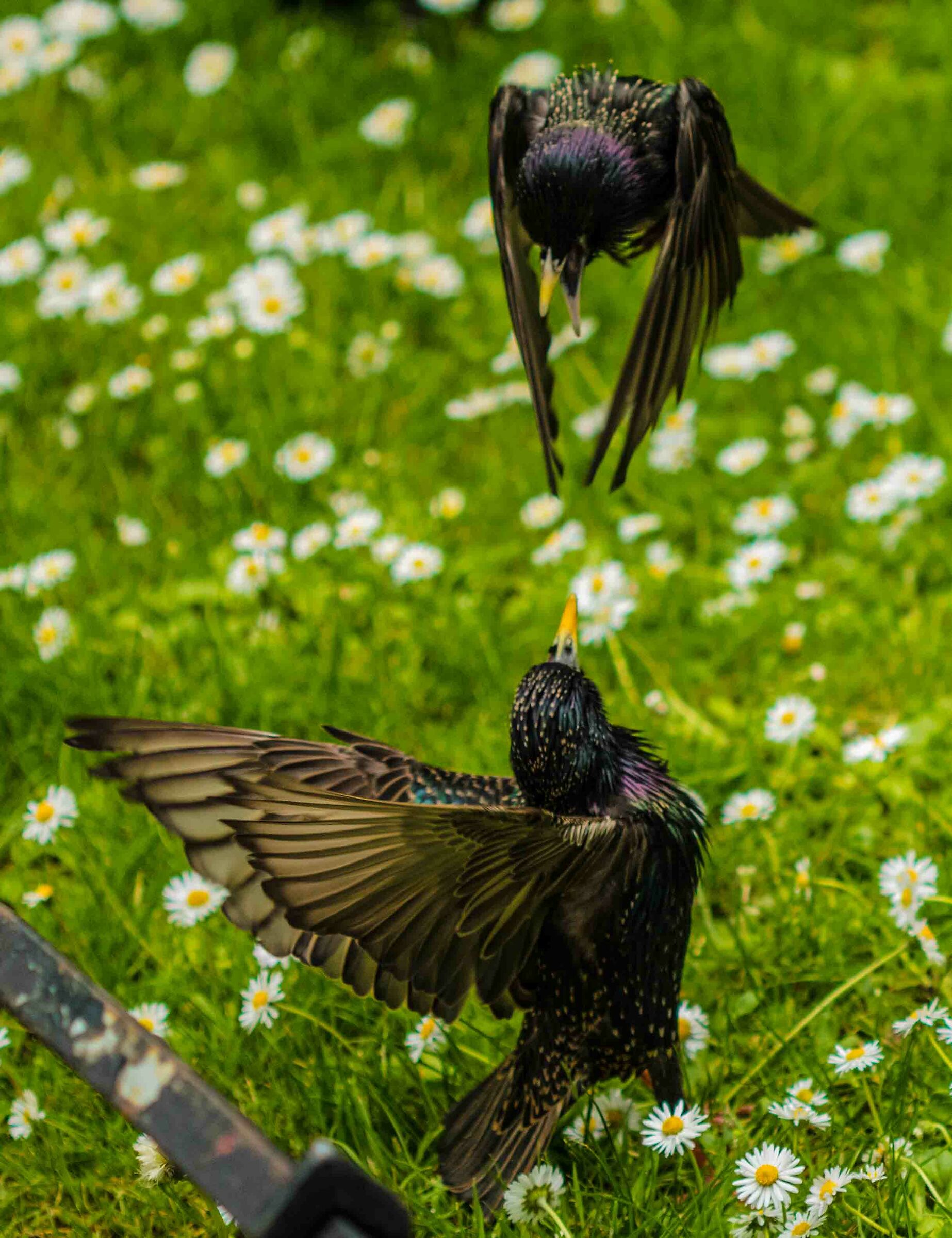 European transfers in scuffle