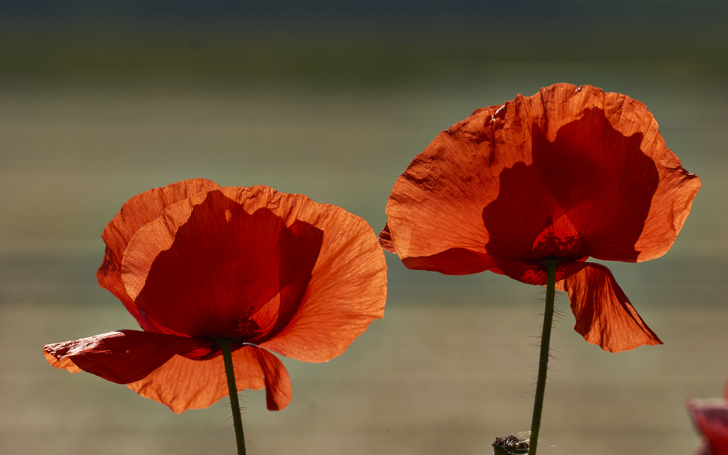 Papaveri - WS con Bruno De Faveri