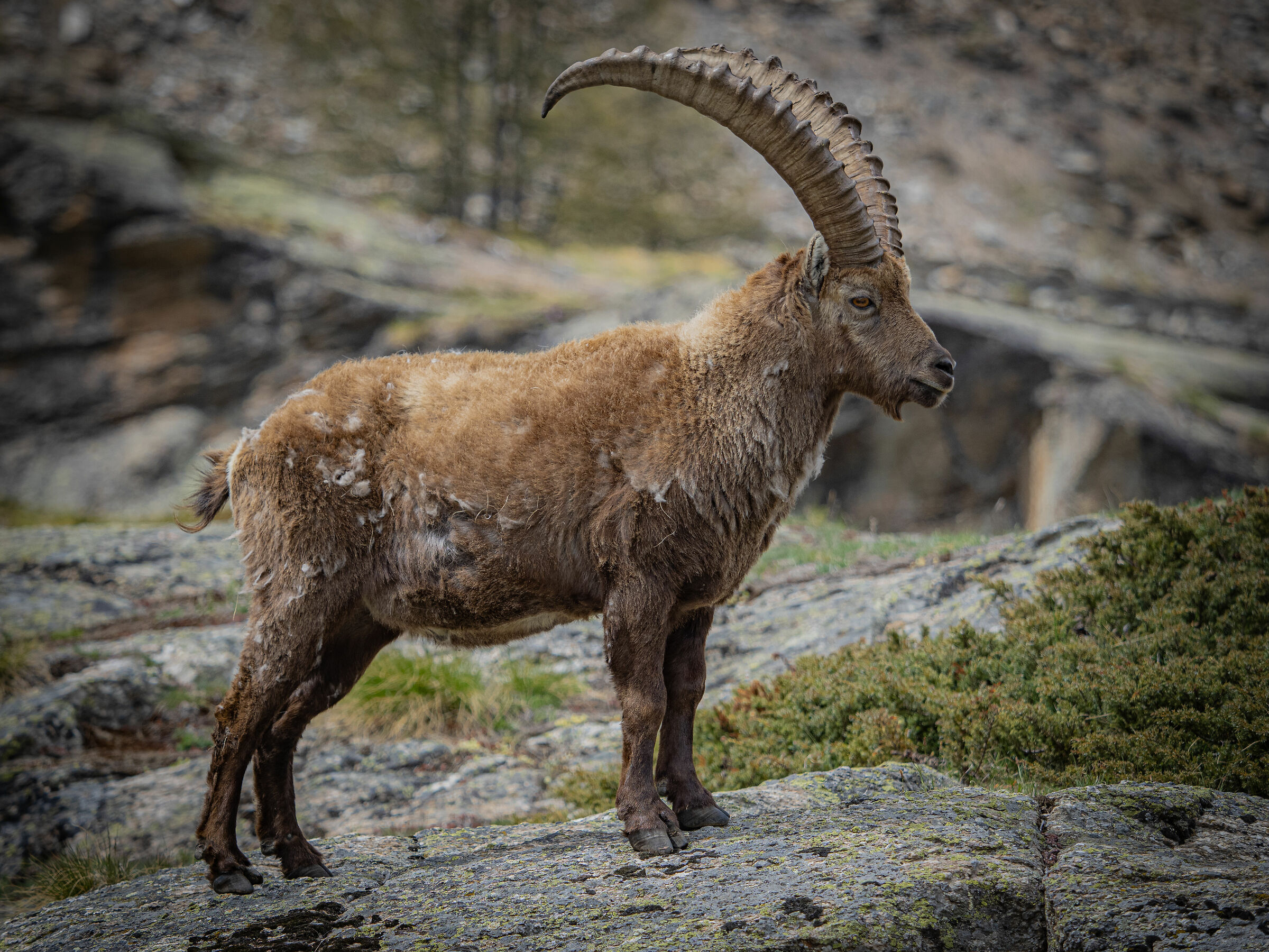 Ibex