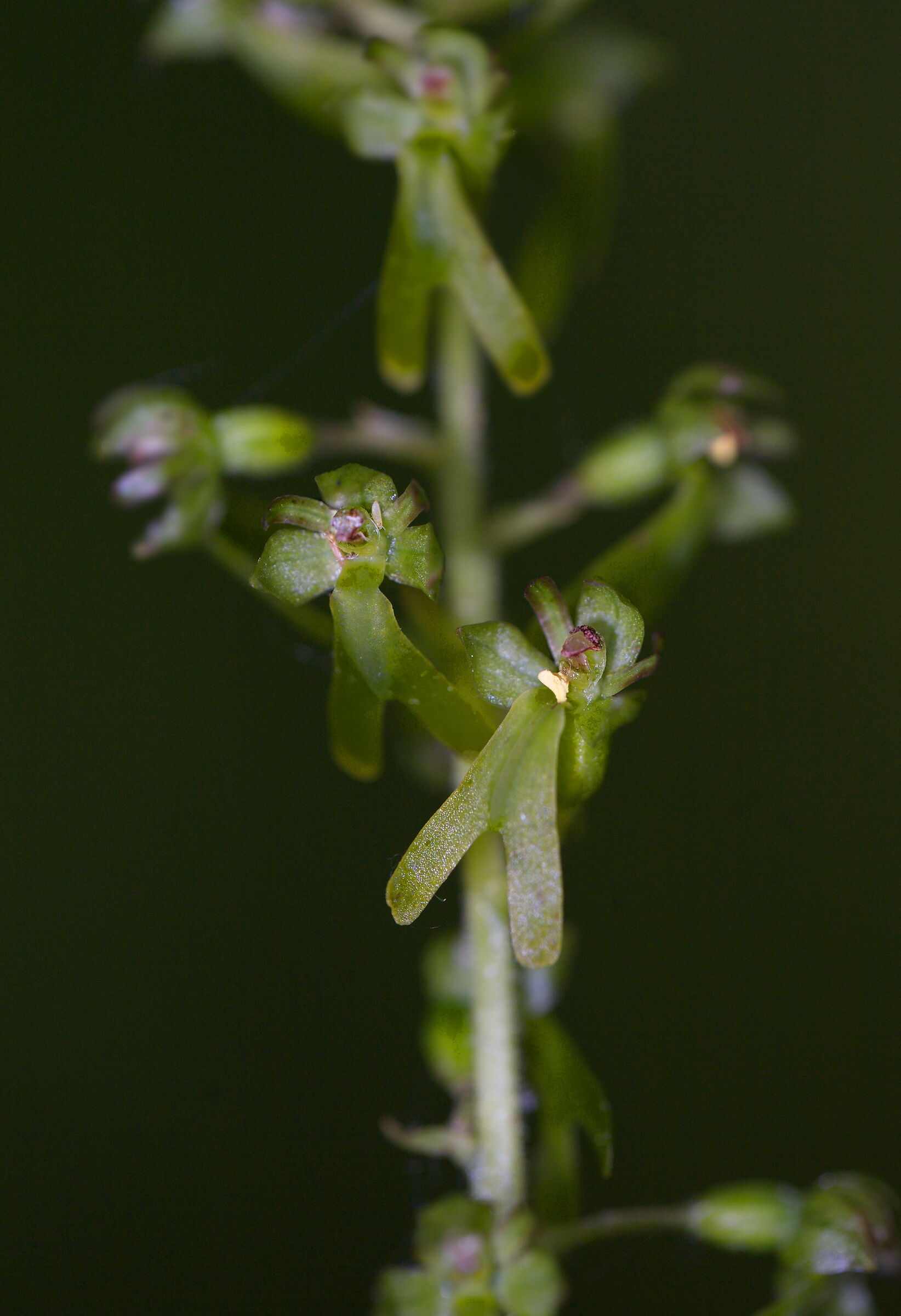 Ovata Listera