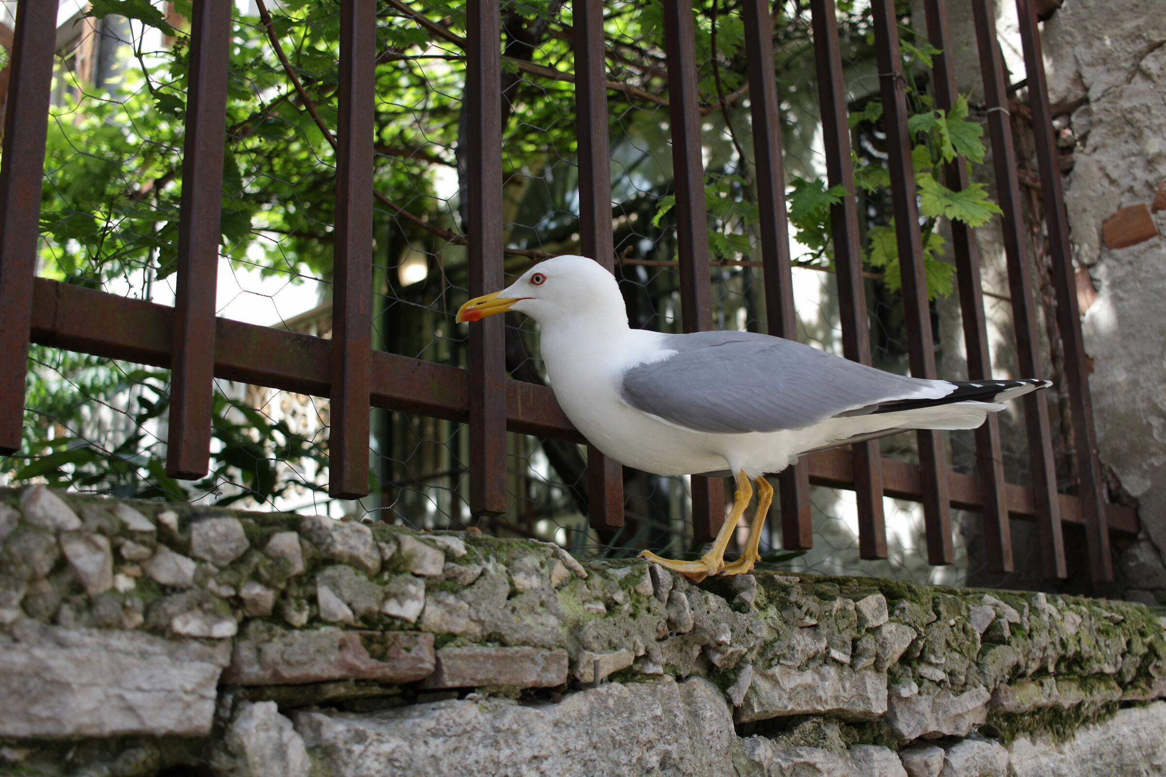 Istrian Seagull
