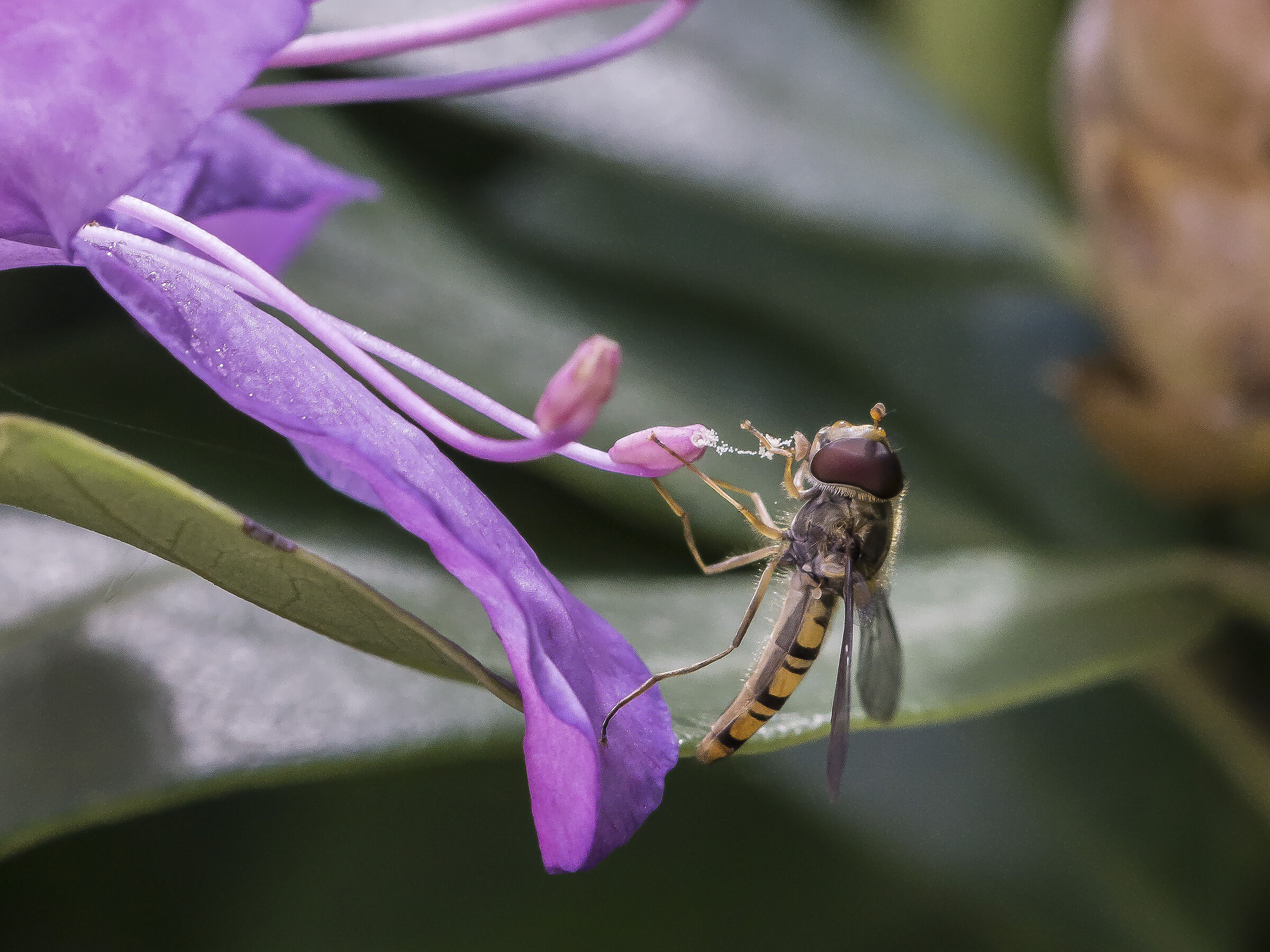 Rhododendron Catawbiense- 18 (con Episyrphus balteatus)
