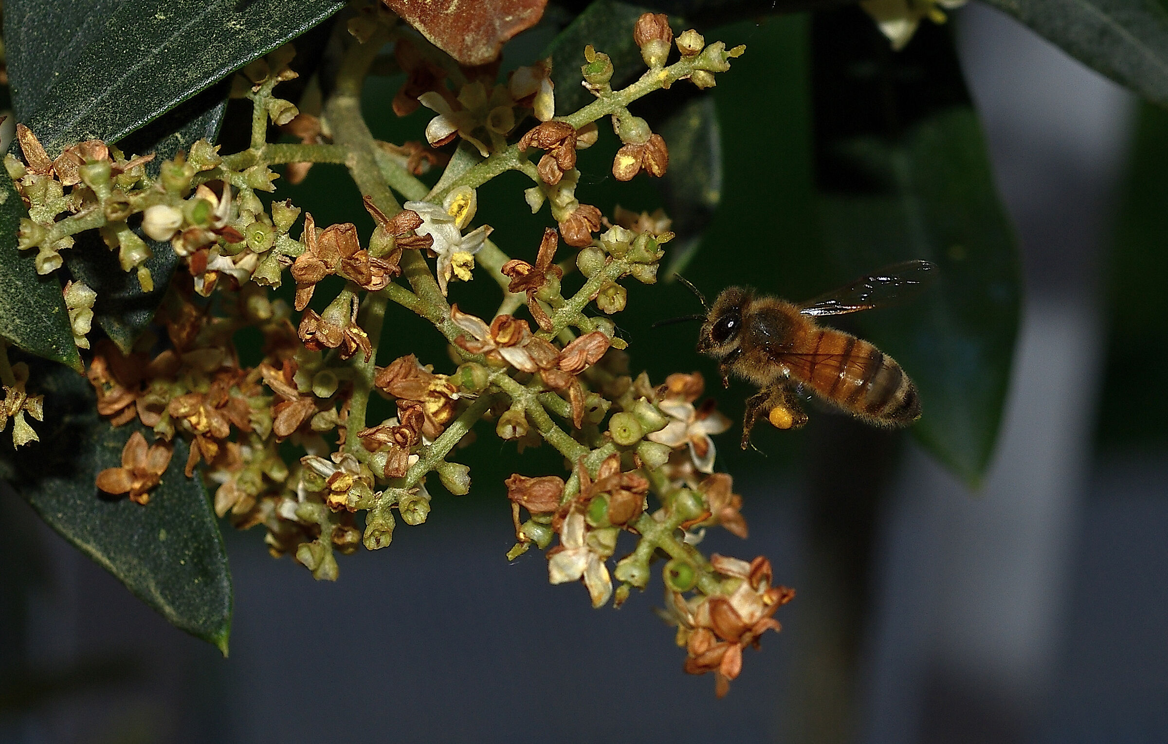 Eristalis tenax