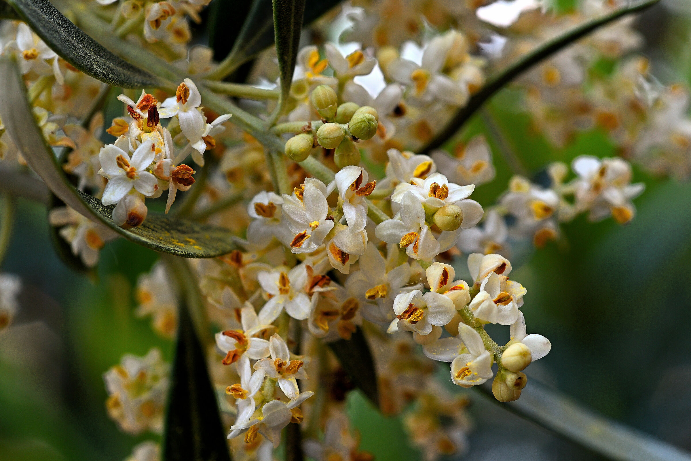 Olive blossoms