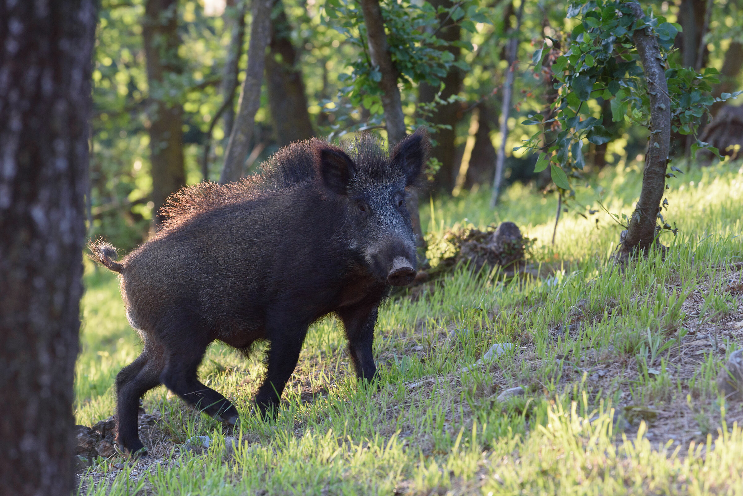 Wild Wild Pasquale ( Cinghiale)