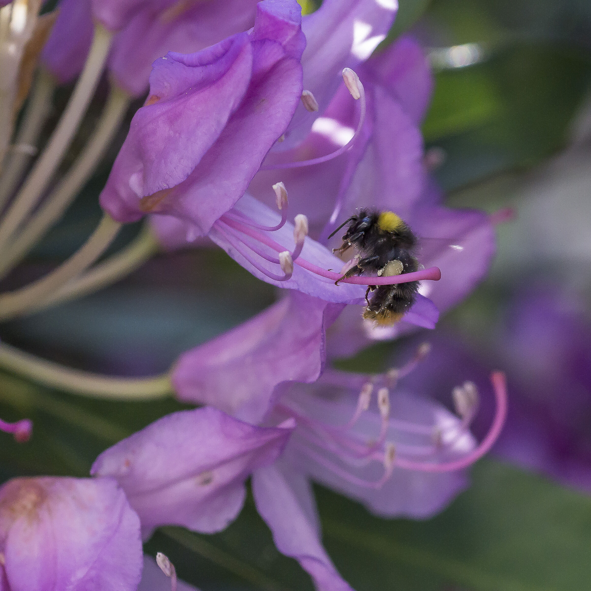Rhododendrons-2