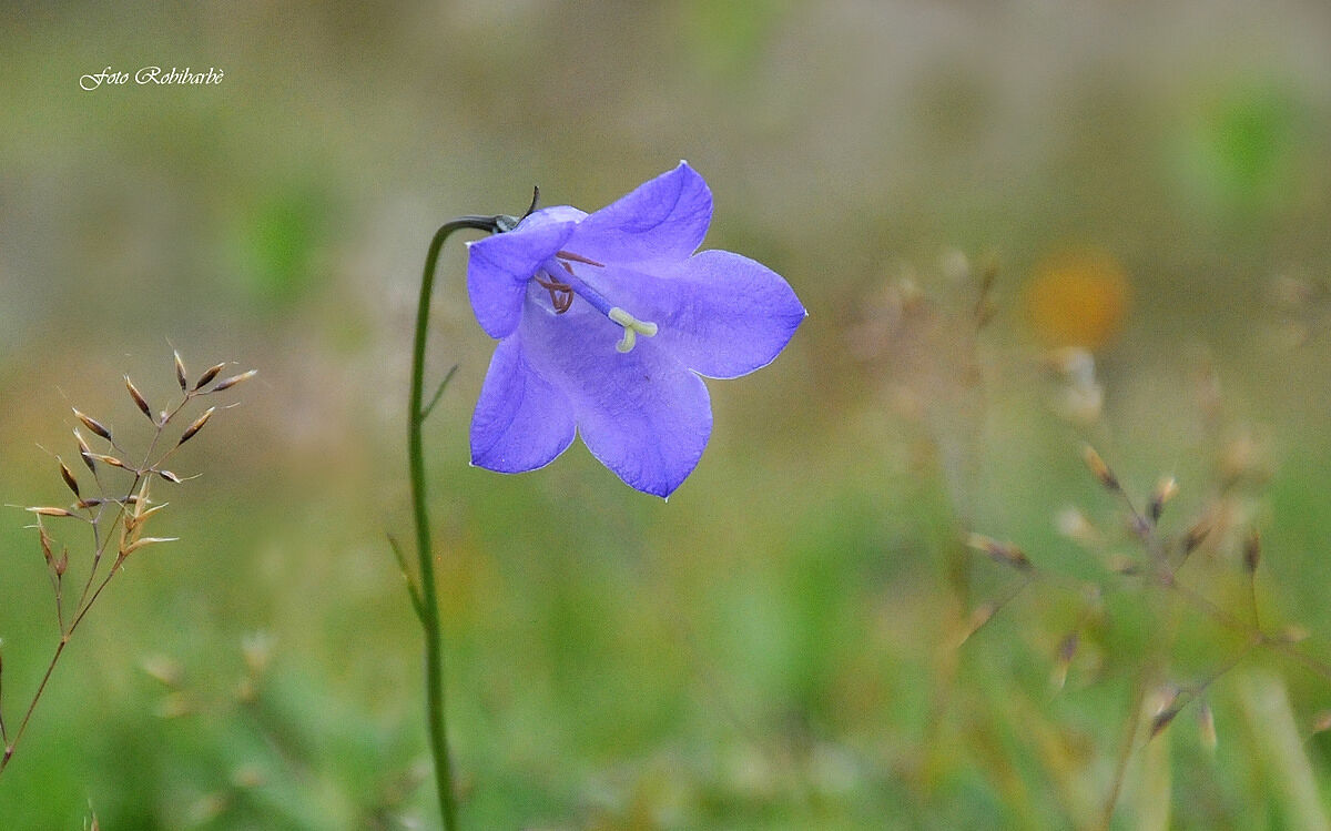 Campanula Rotundifoglia