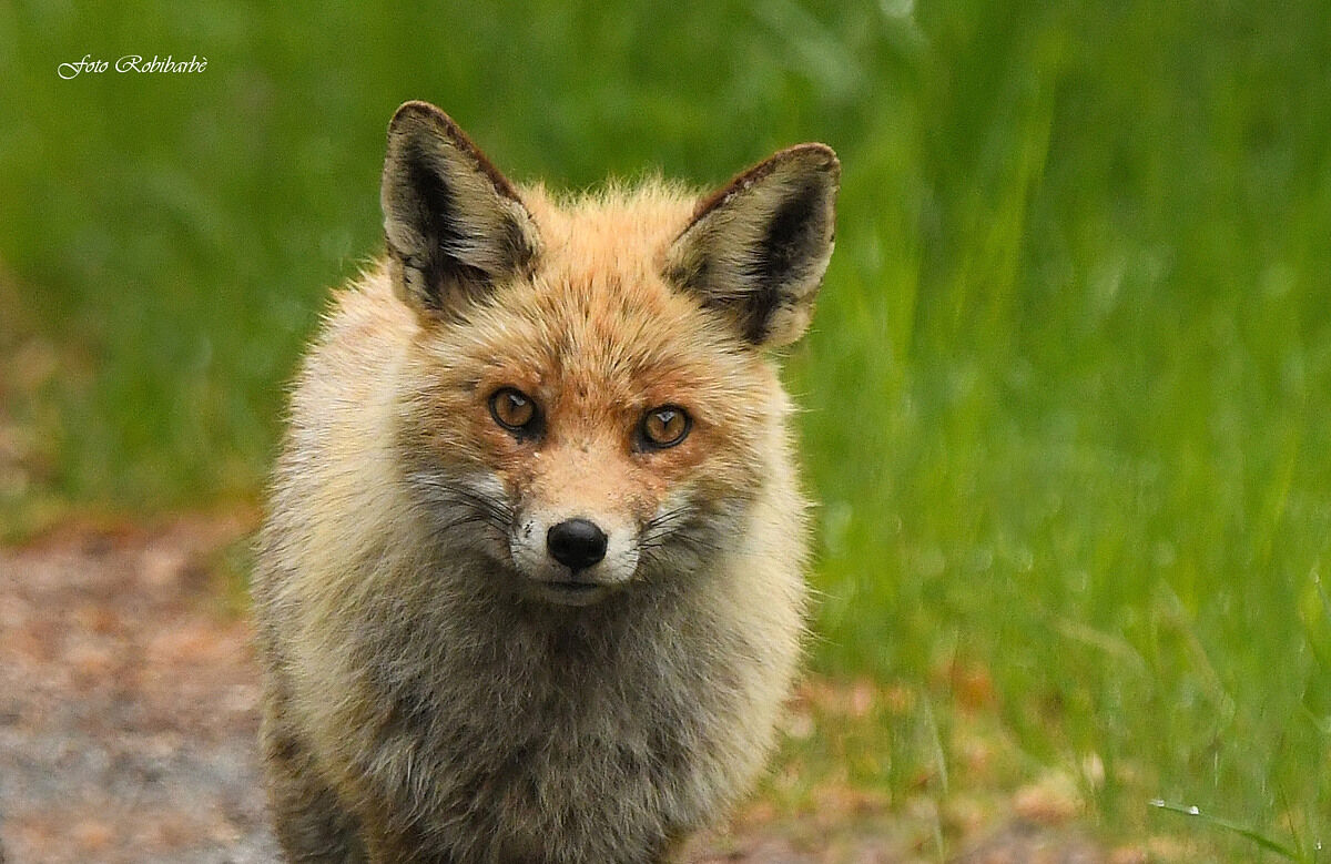 The fox in the foreground...