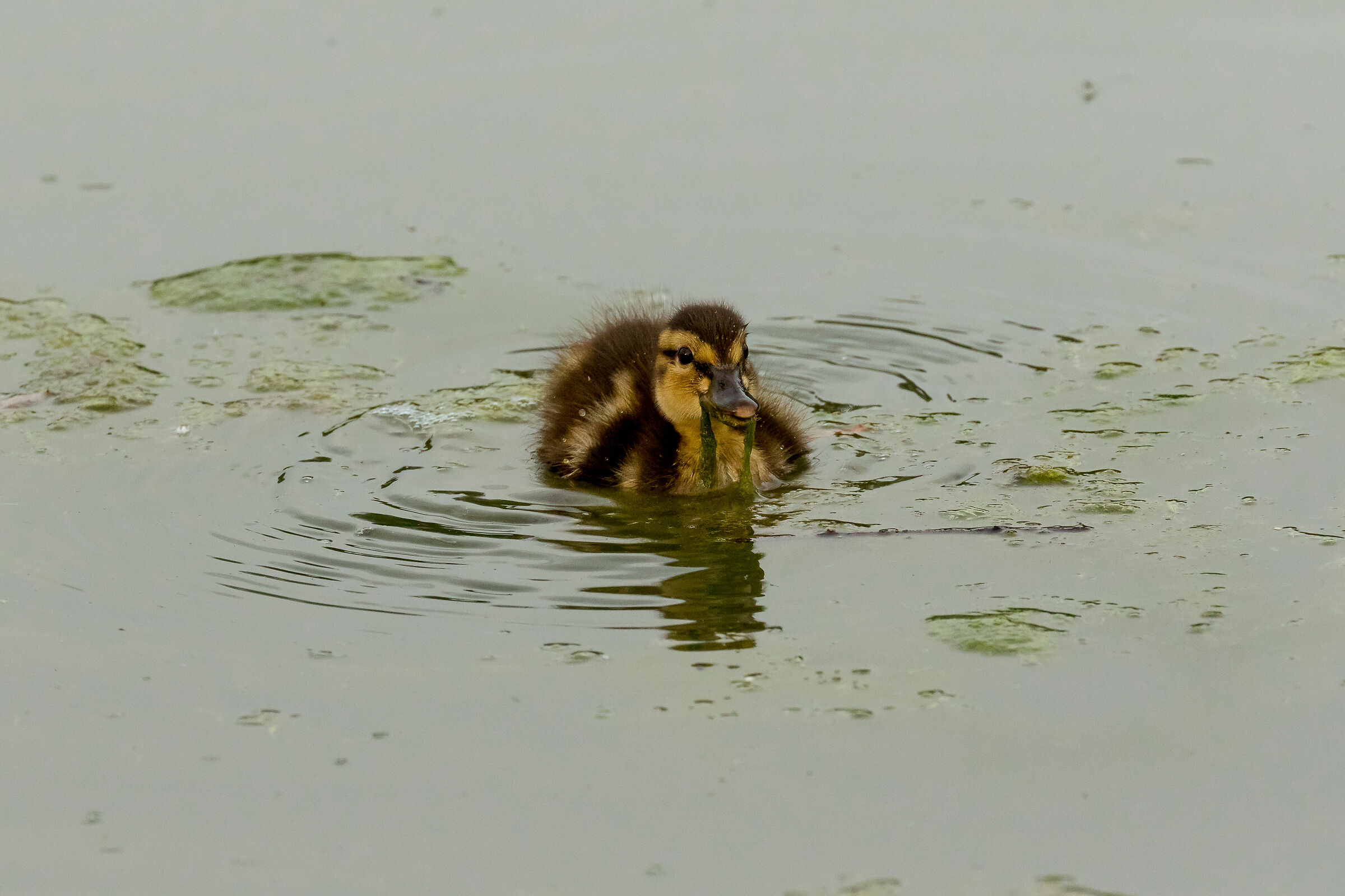 The young germane and the salad