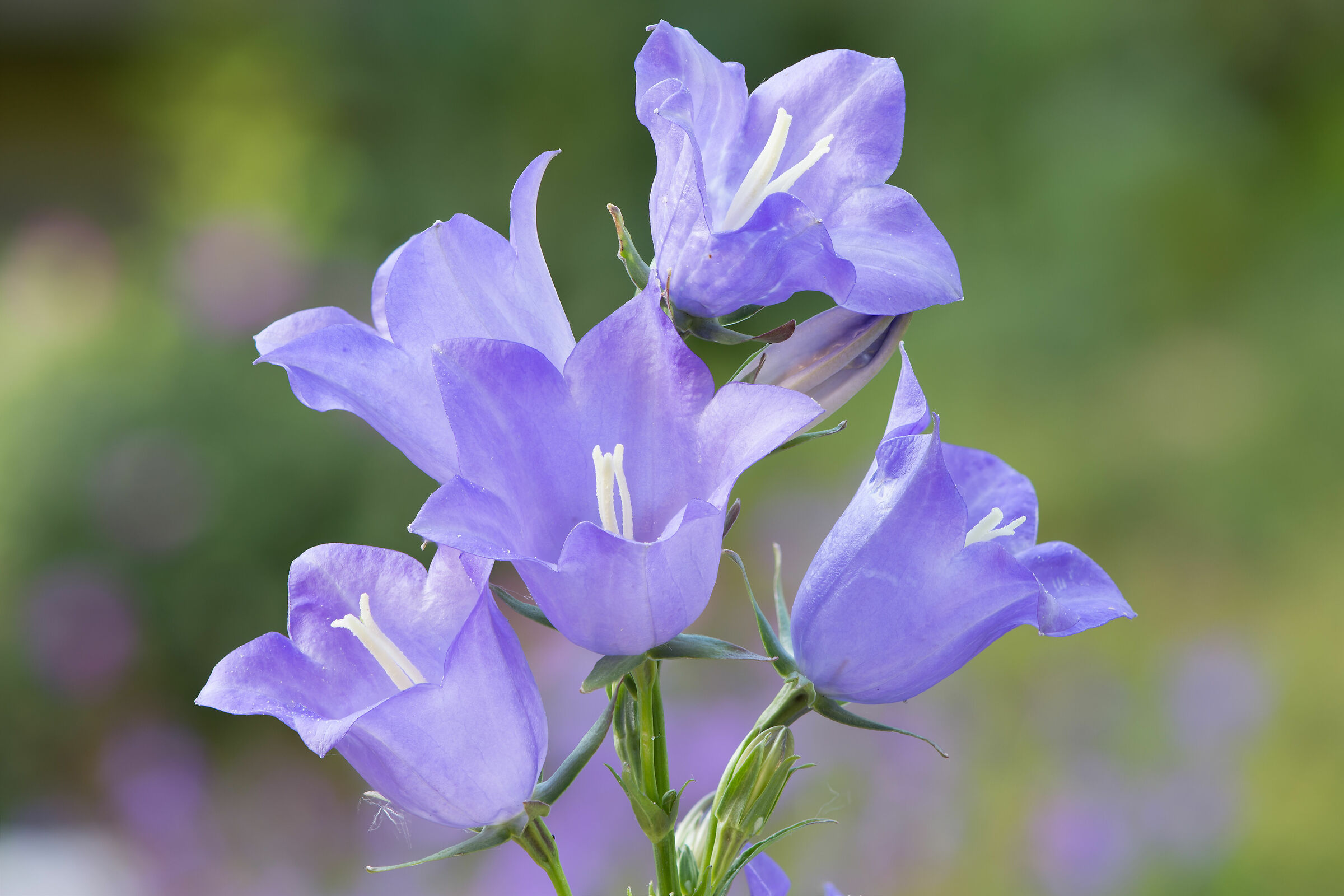 Campanula