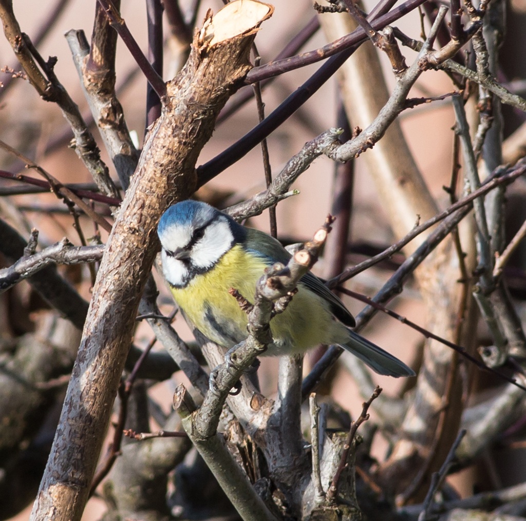 Blue Tit