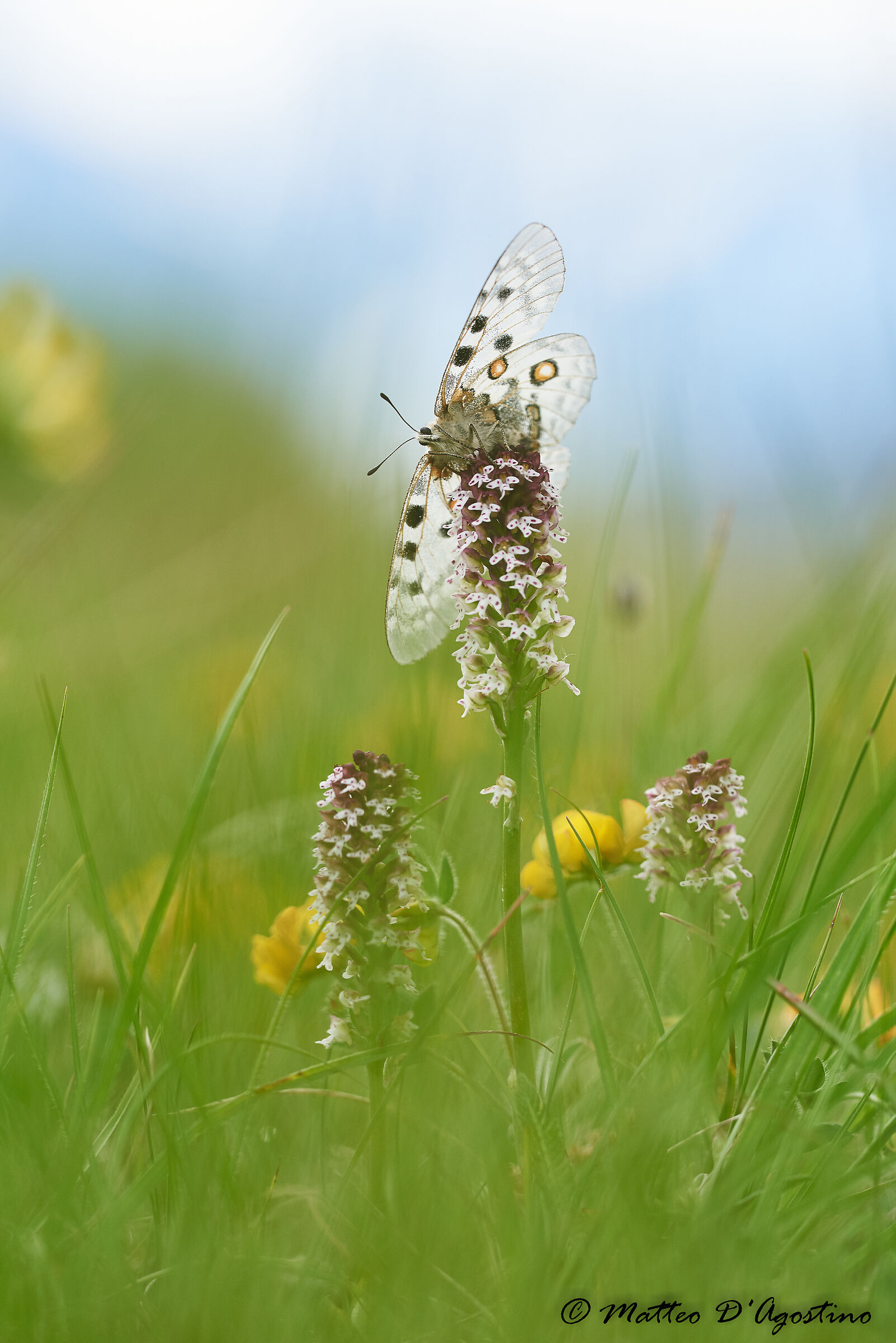 Parnassius apollo su Neotinea ustulata