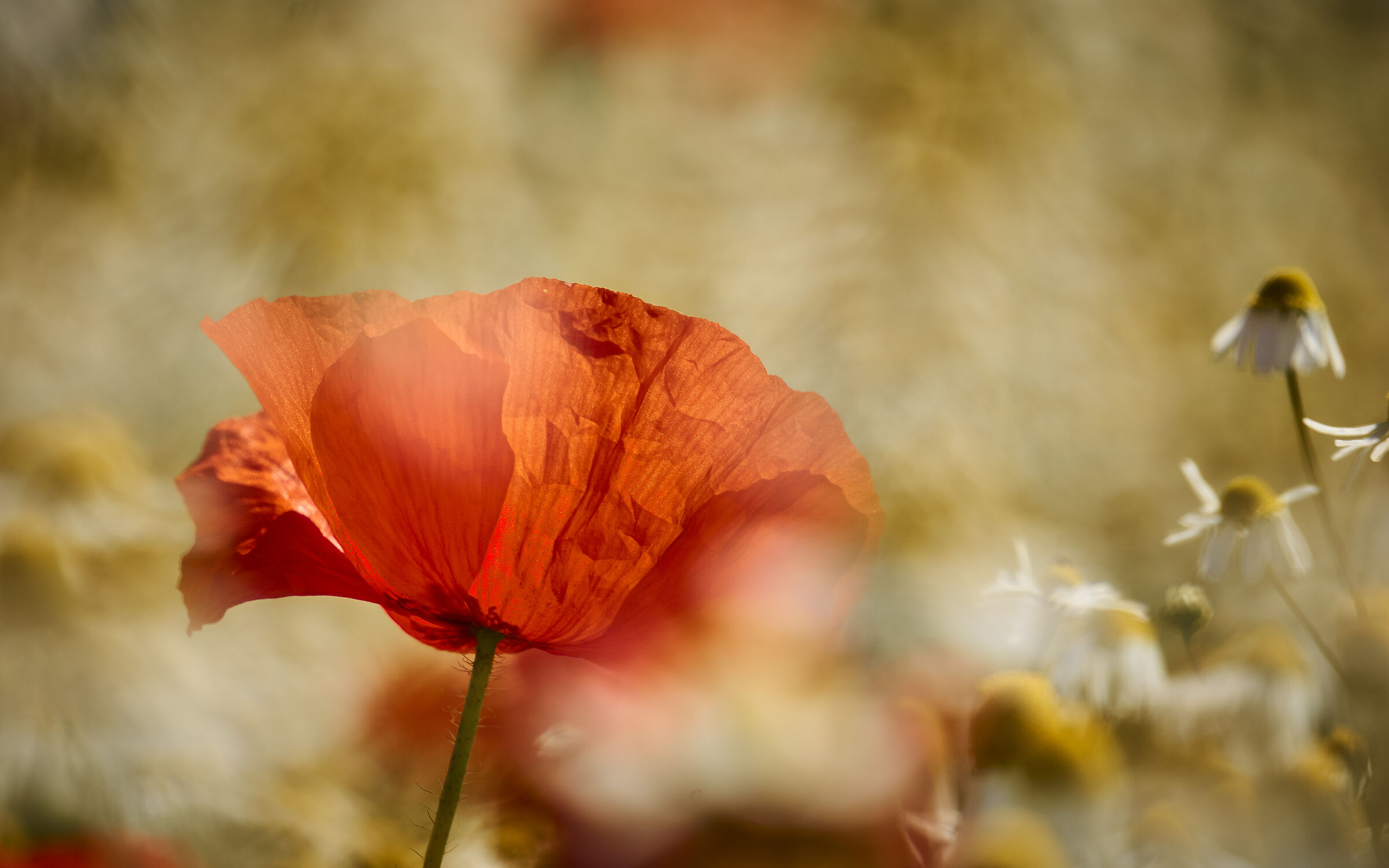 Papavero nella camomilla