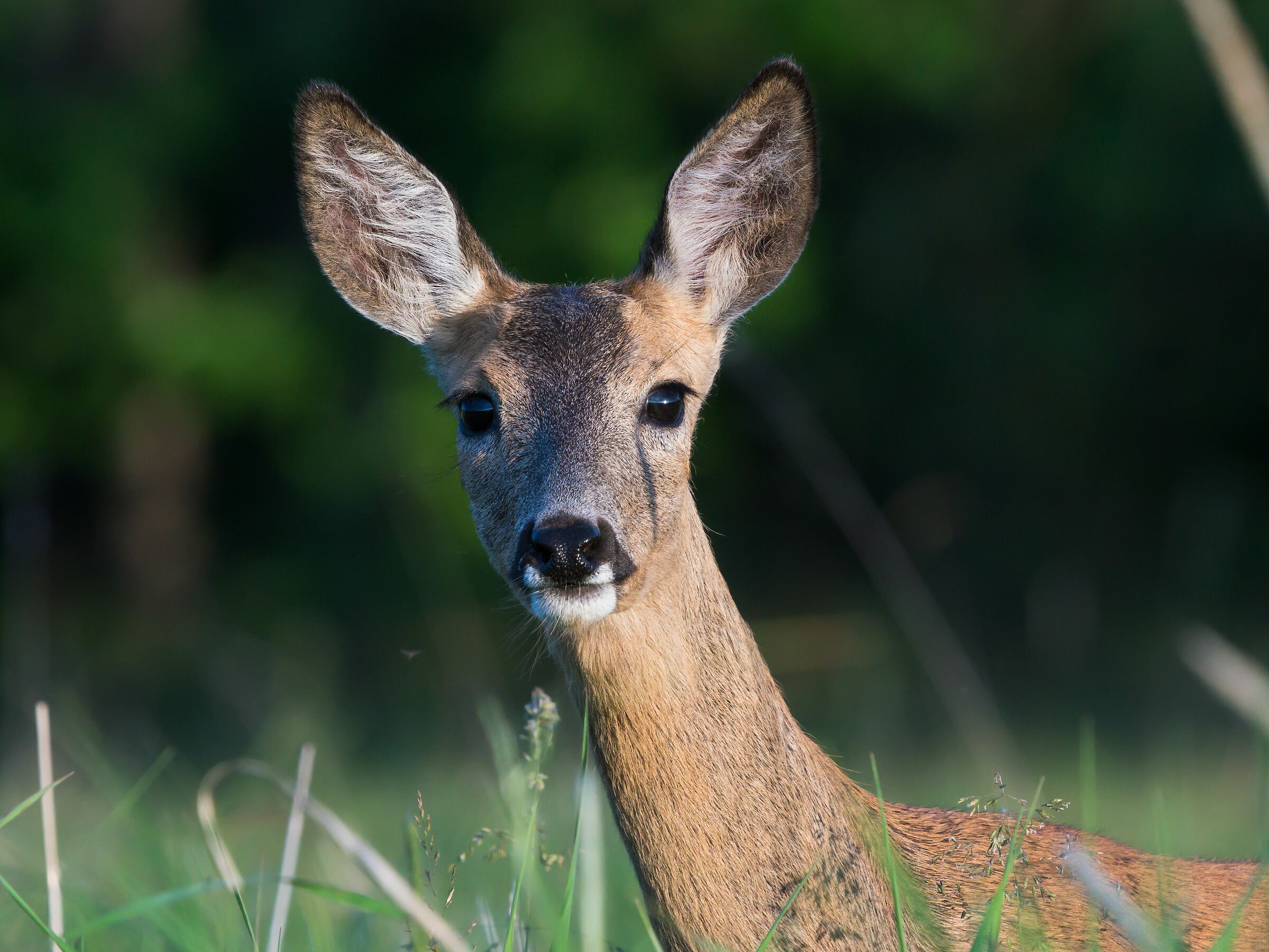 Capriolo (Capreolus capreolus)