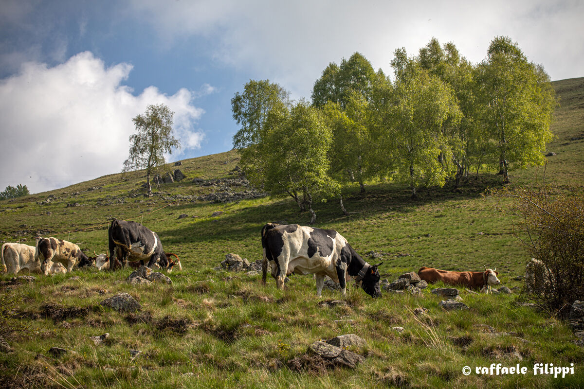 Transumanza - un attino di riposo