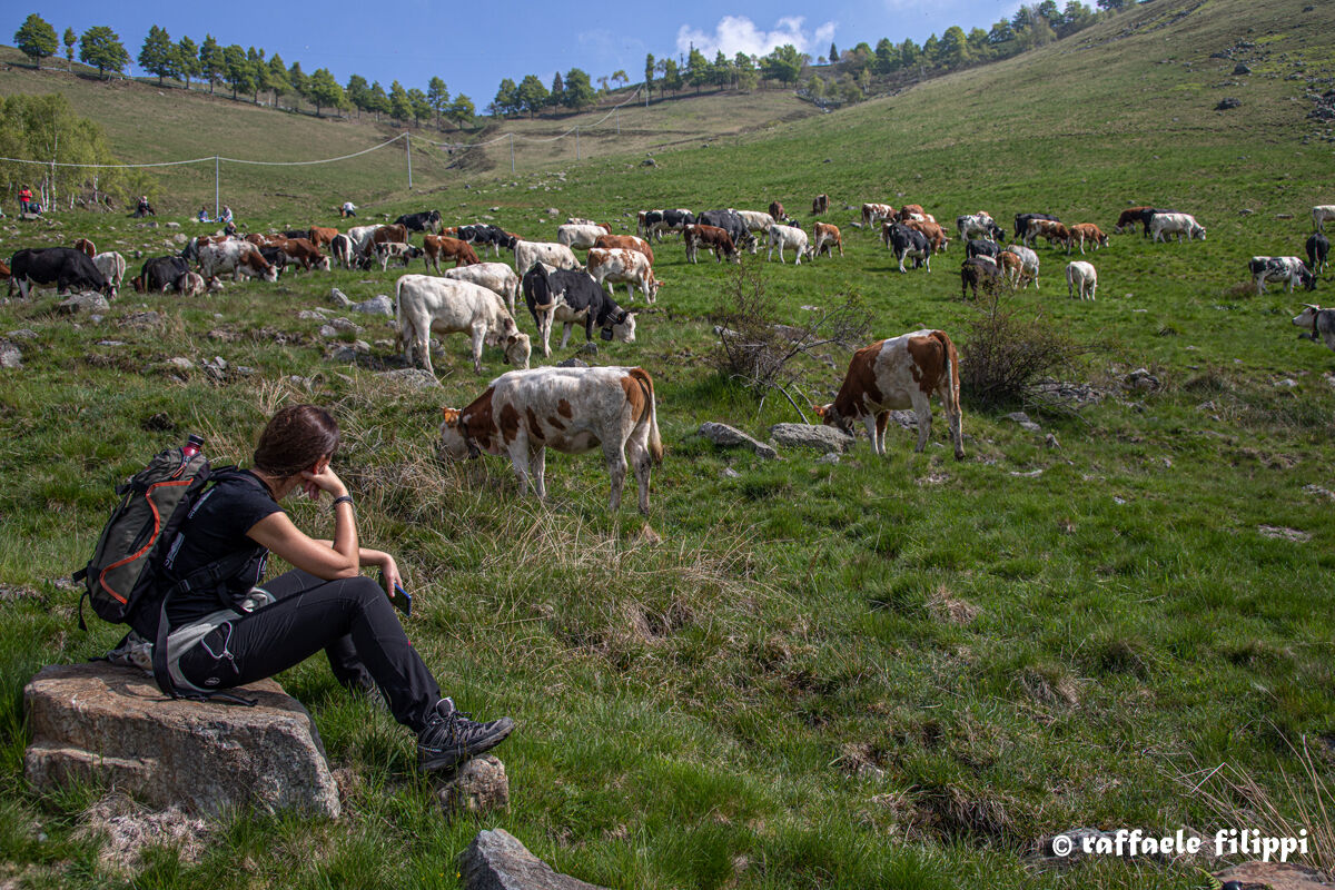 Transumanza - un attimo di riposo