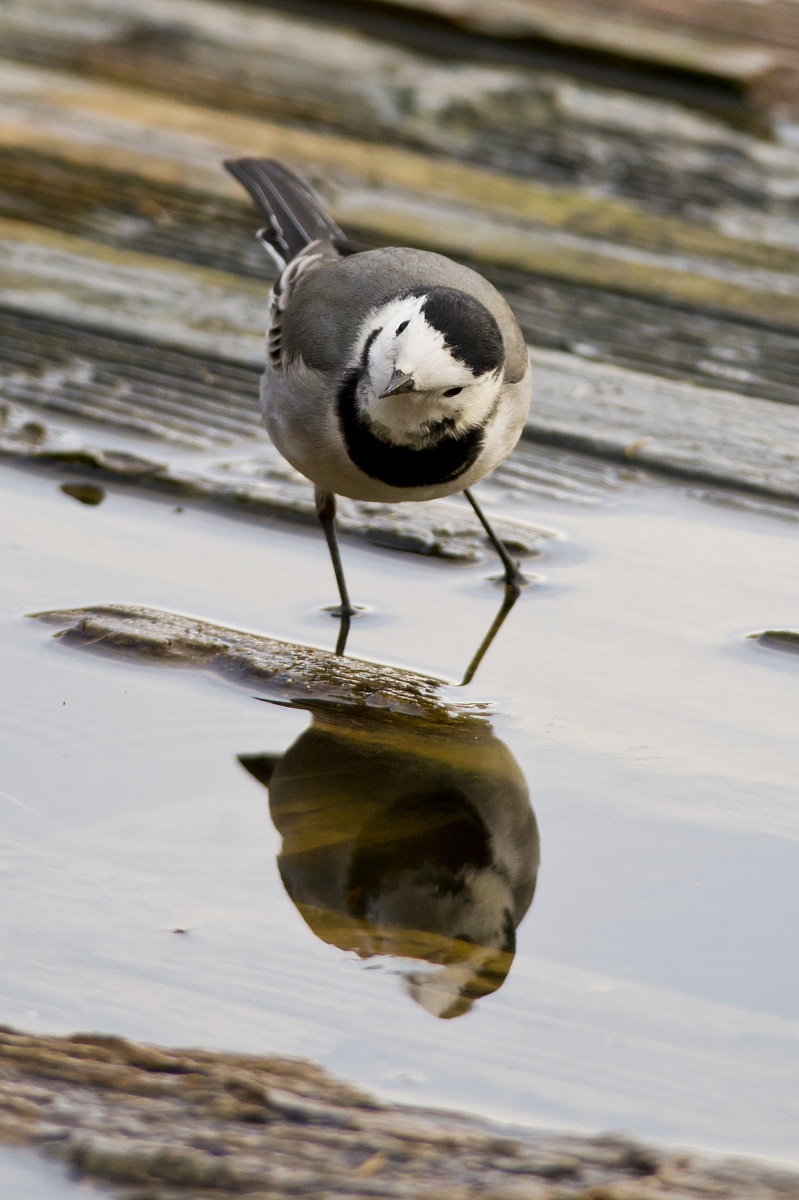 May I have this dance?