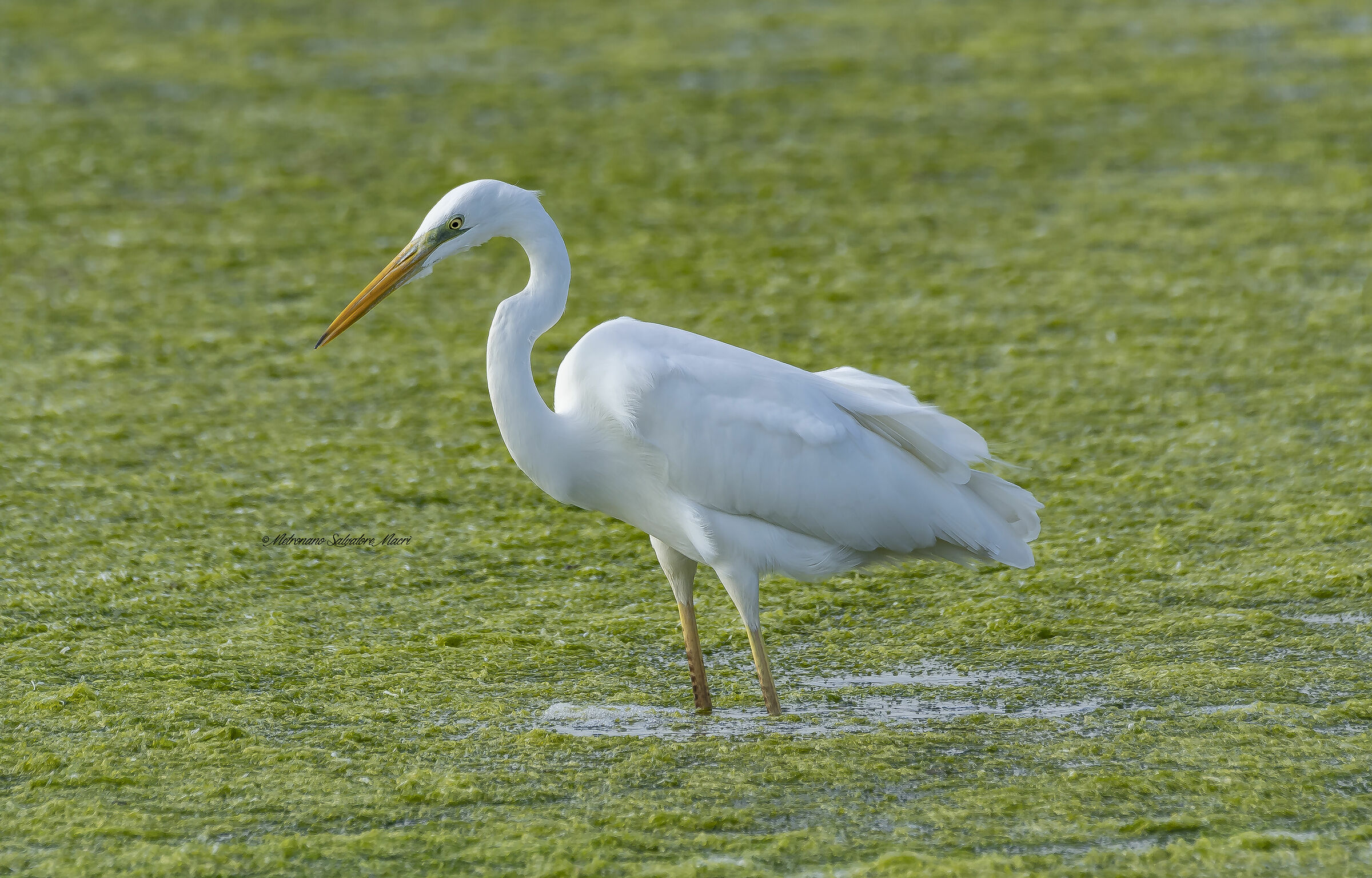 Greater White Heron