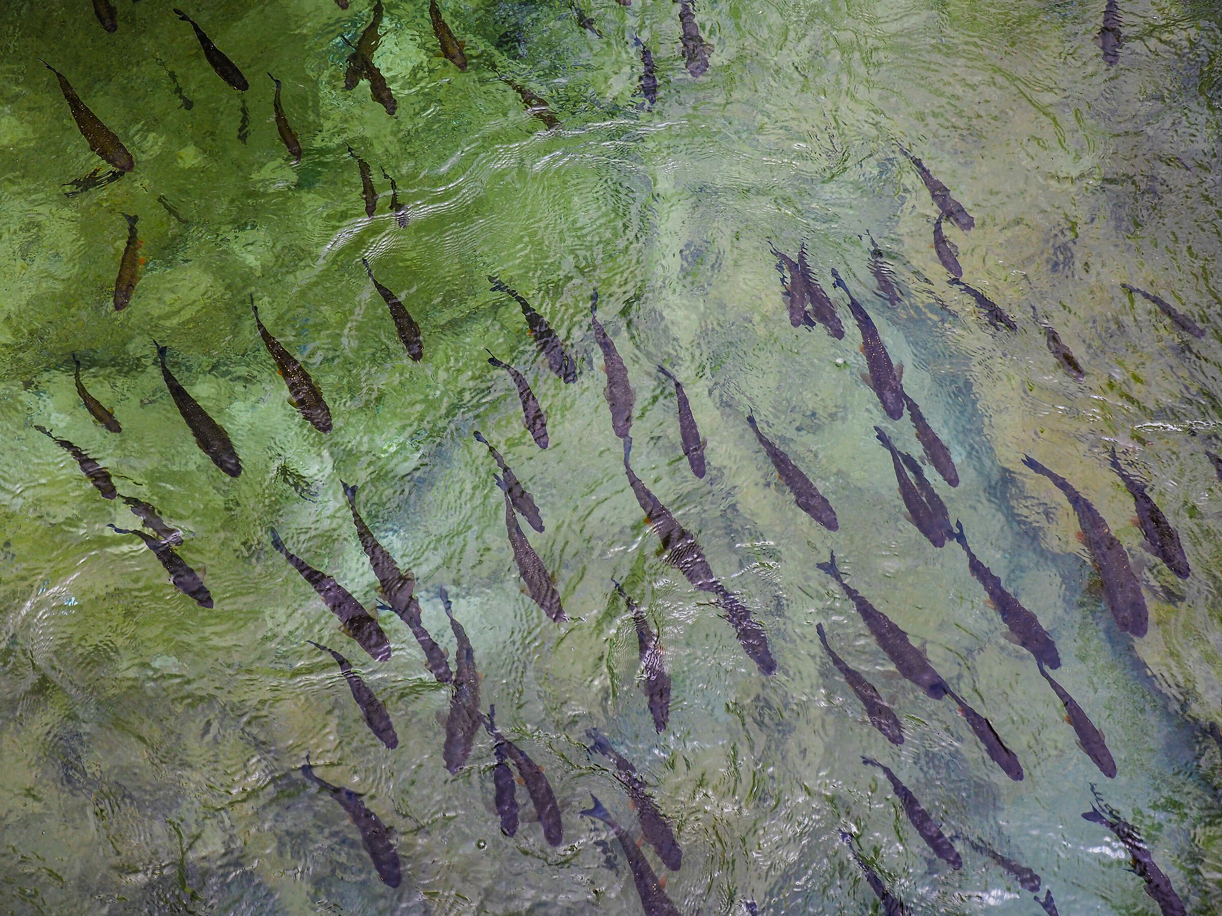 The colors of the water