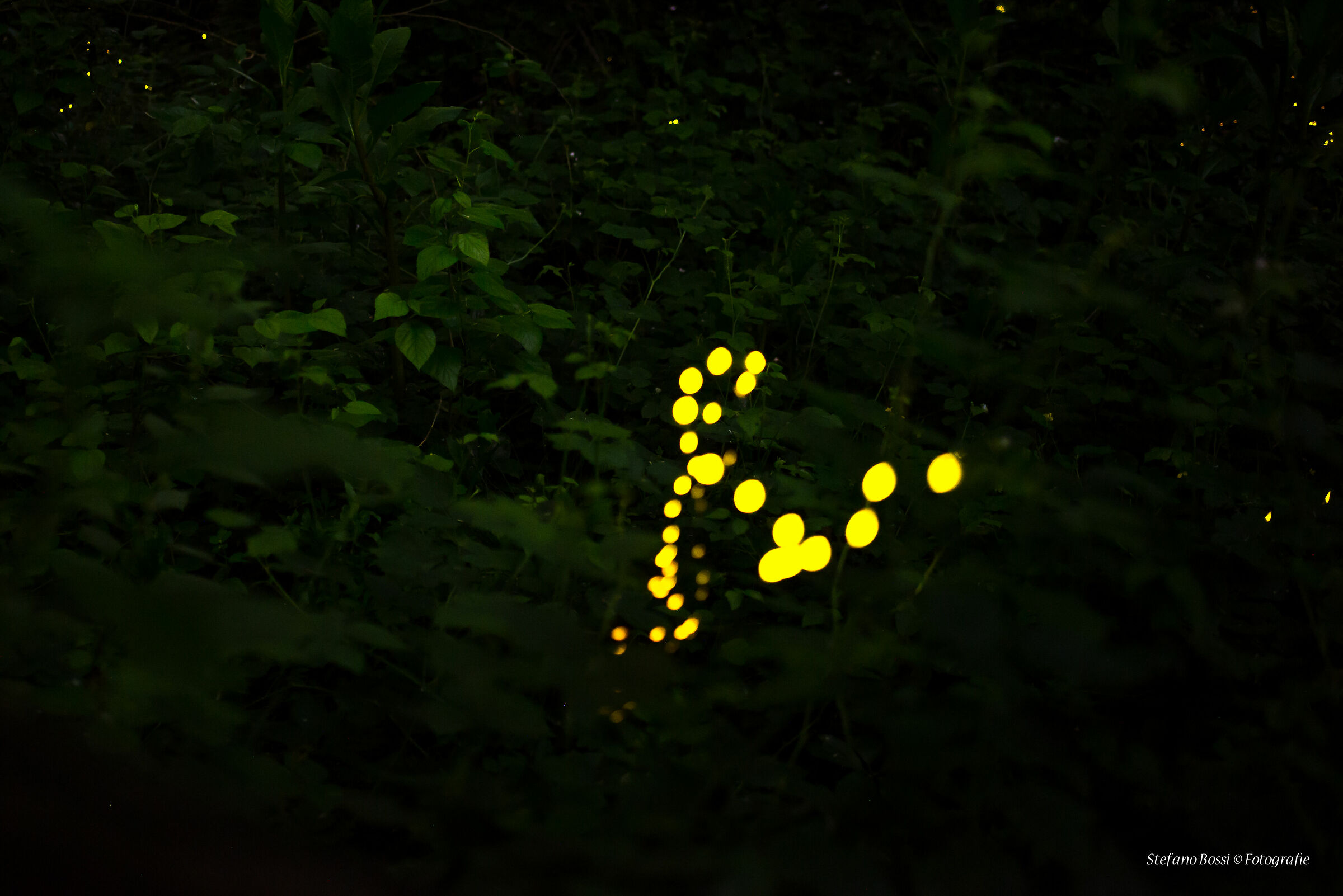 The heart of the forest