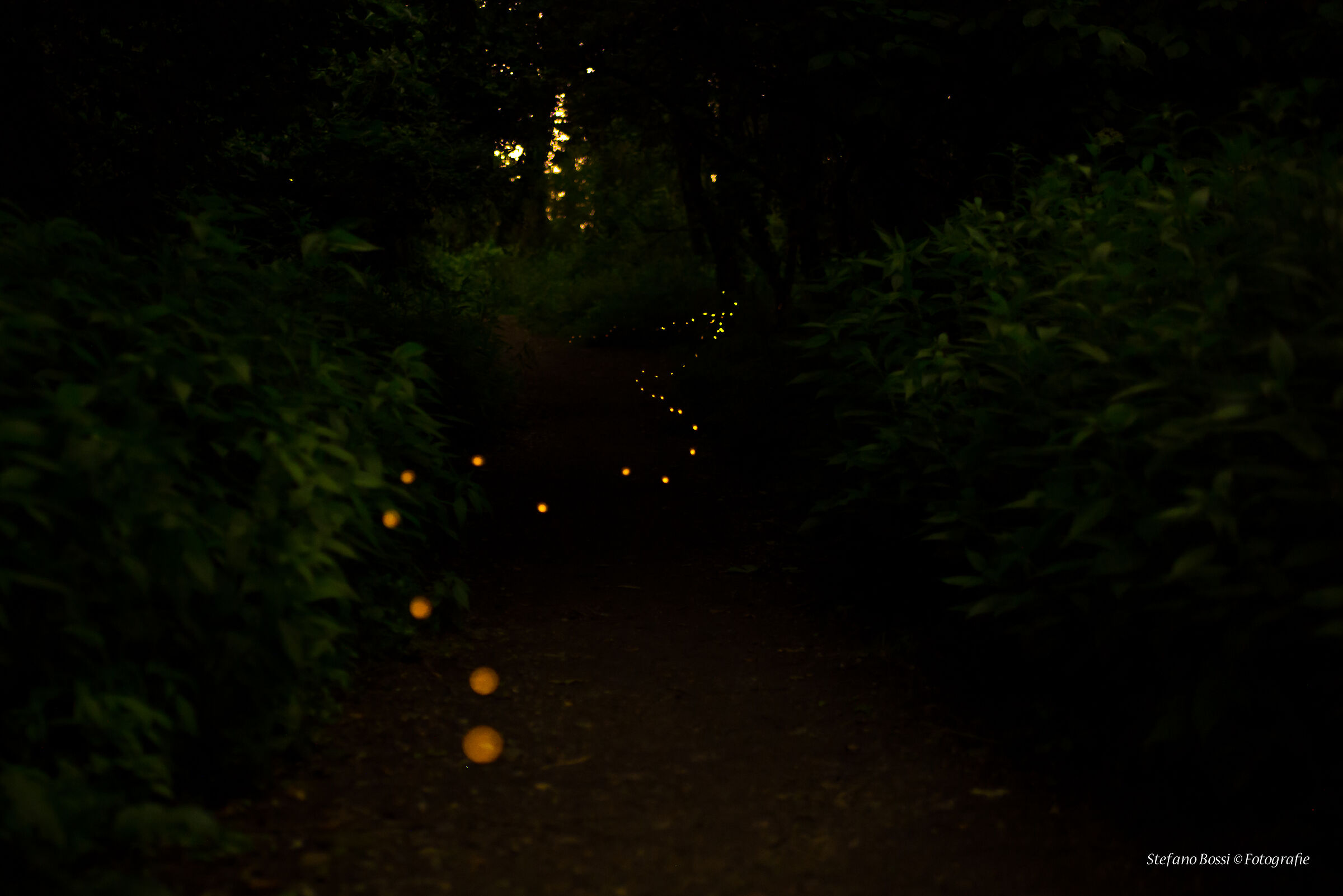 The way of the Fireflies