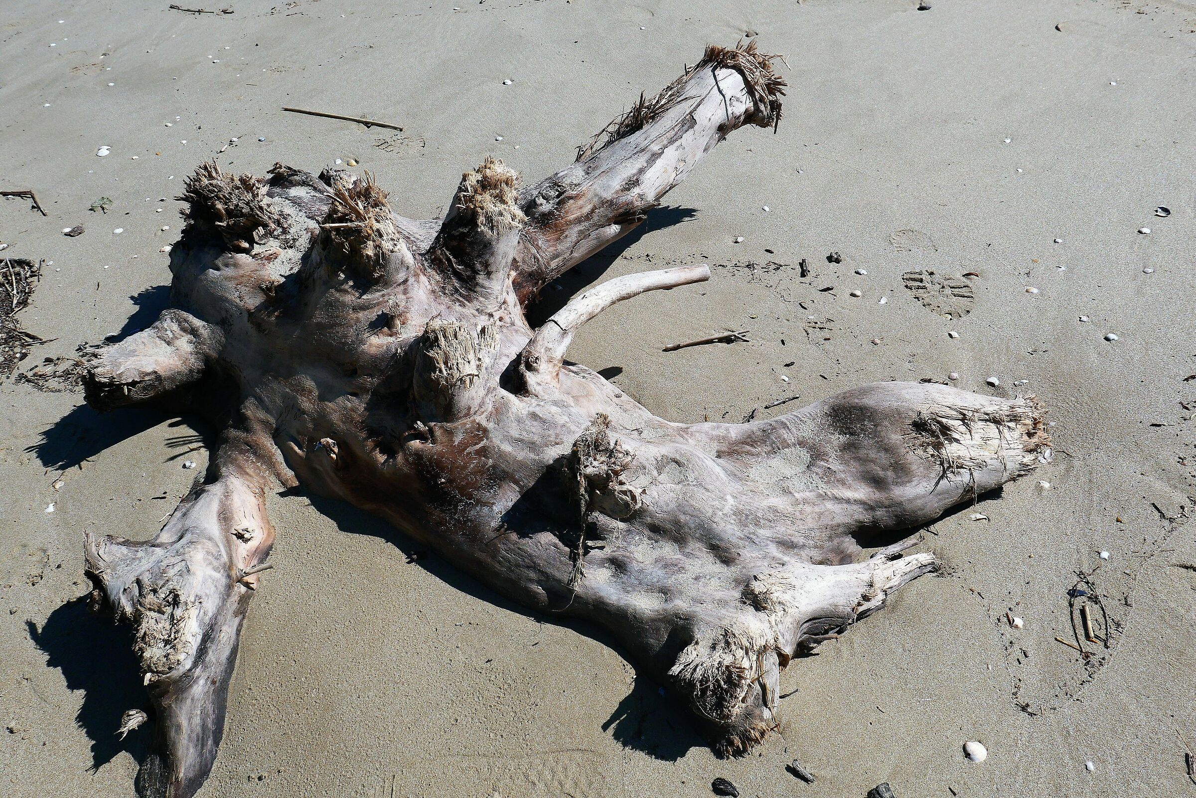 Ermafrodito spiaggiato!