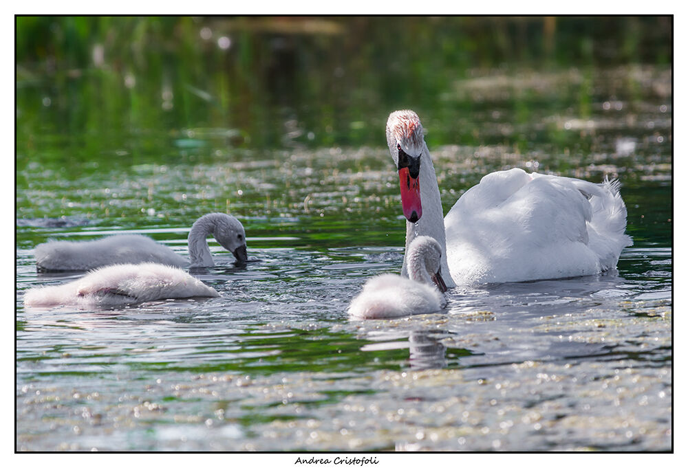 The Queen of the pond with offspring.