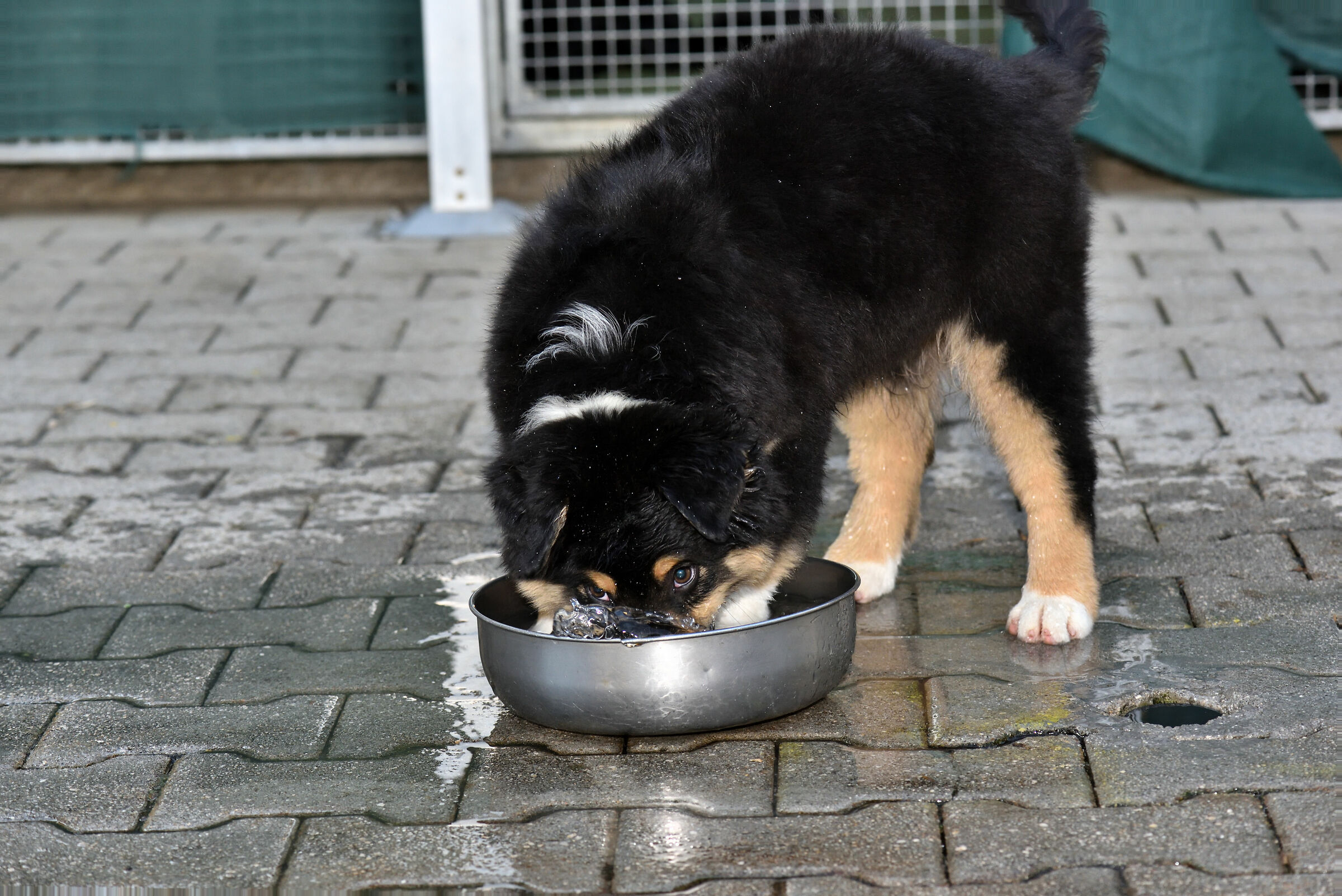 giochi d'acqua (cash the man in balack)