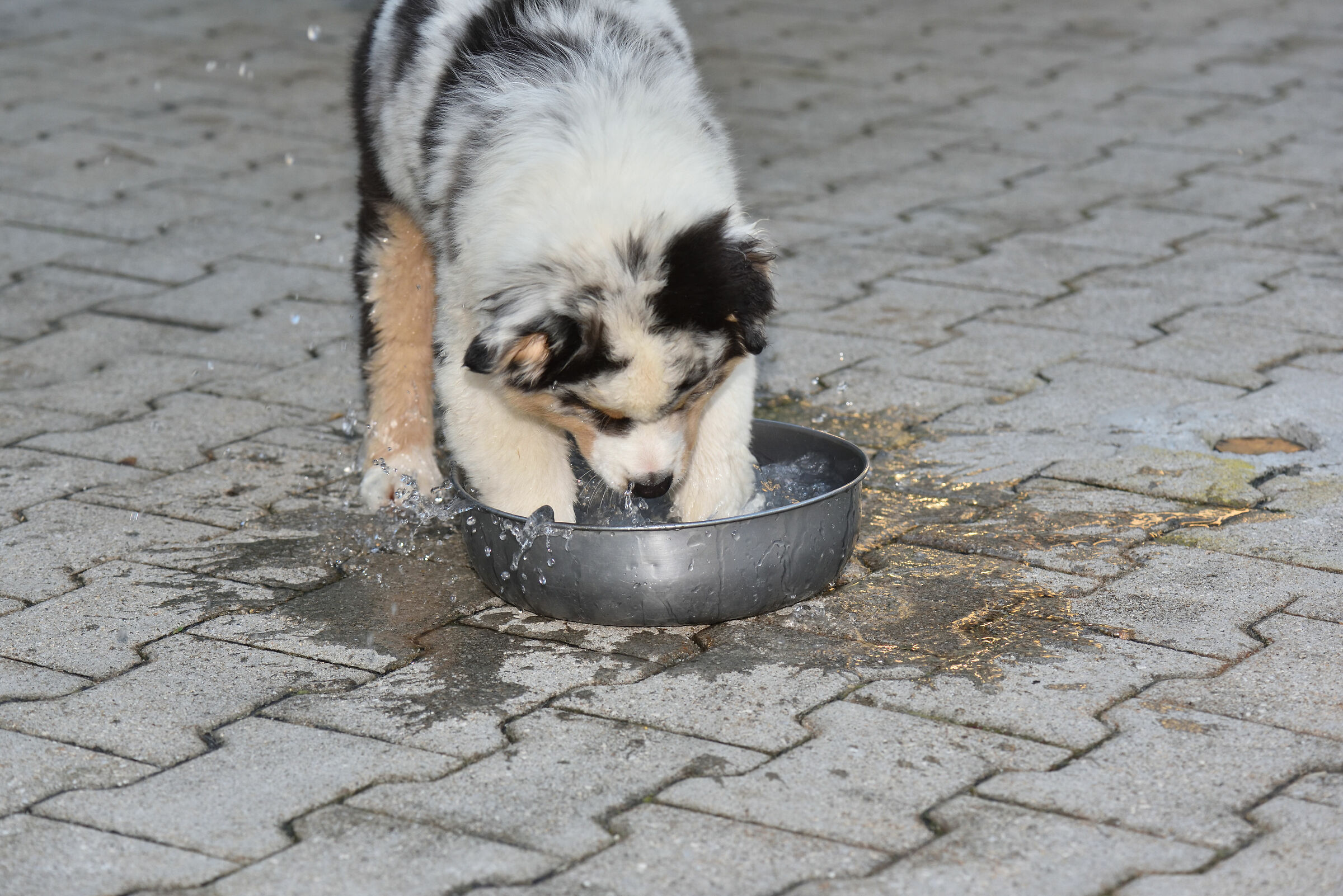 giochi d'acqua (cora )