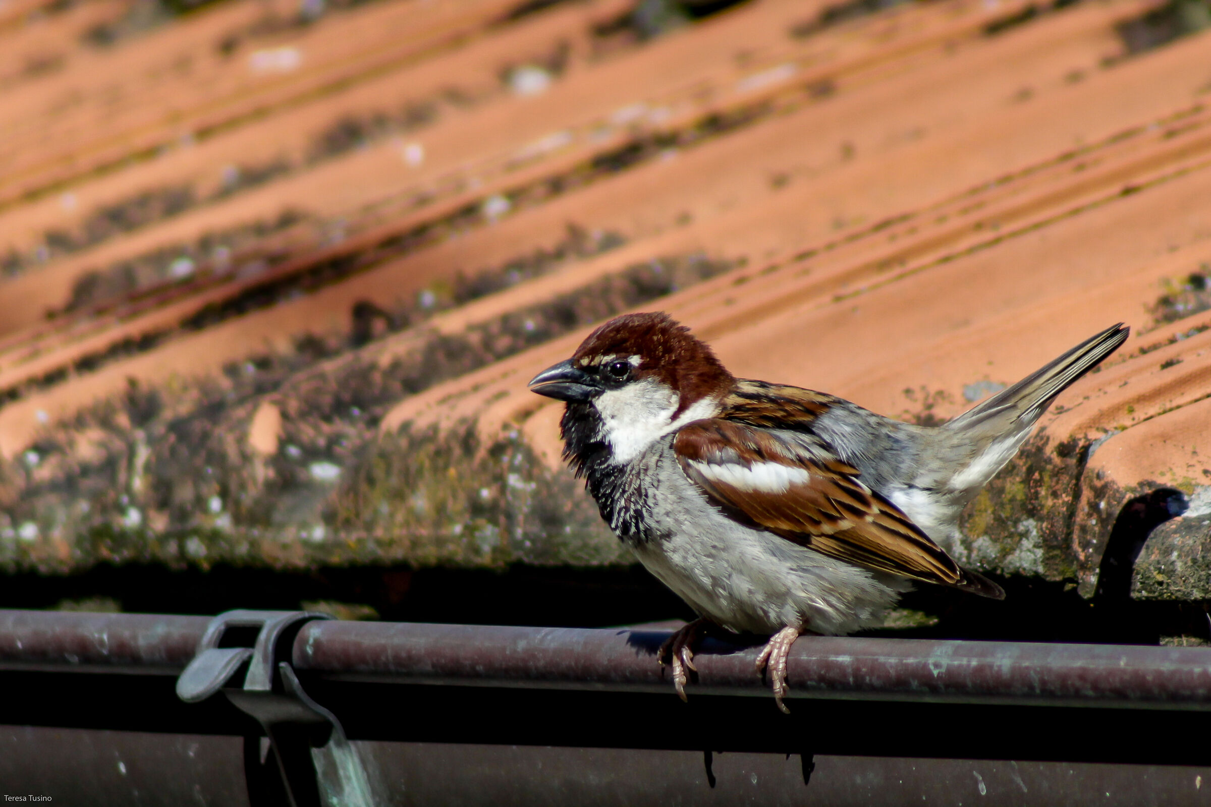 Thinking of Leopards