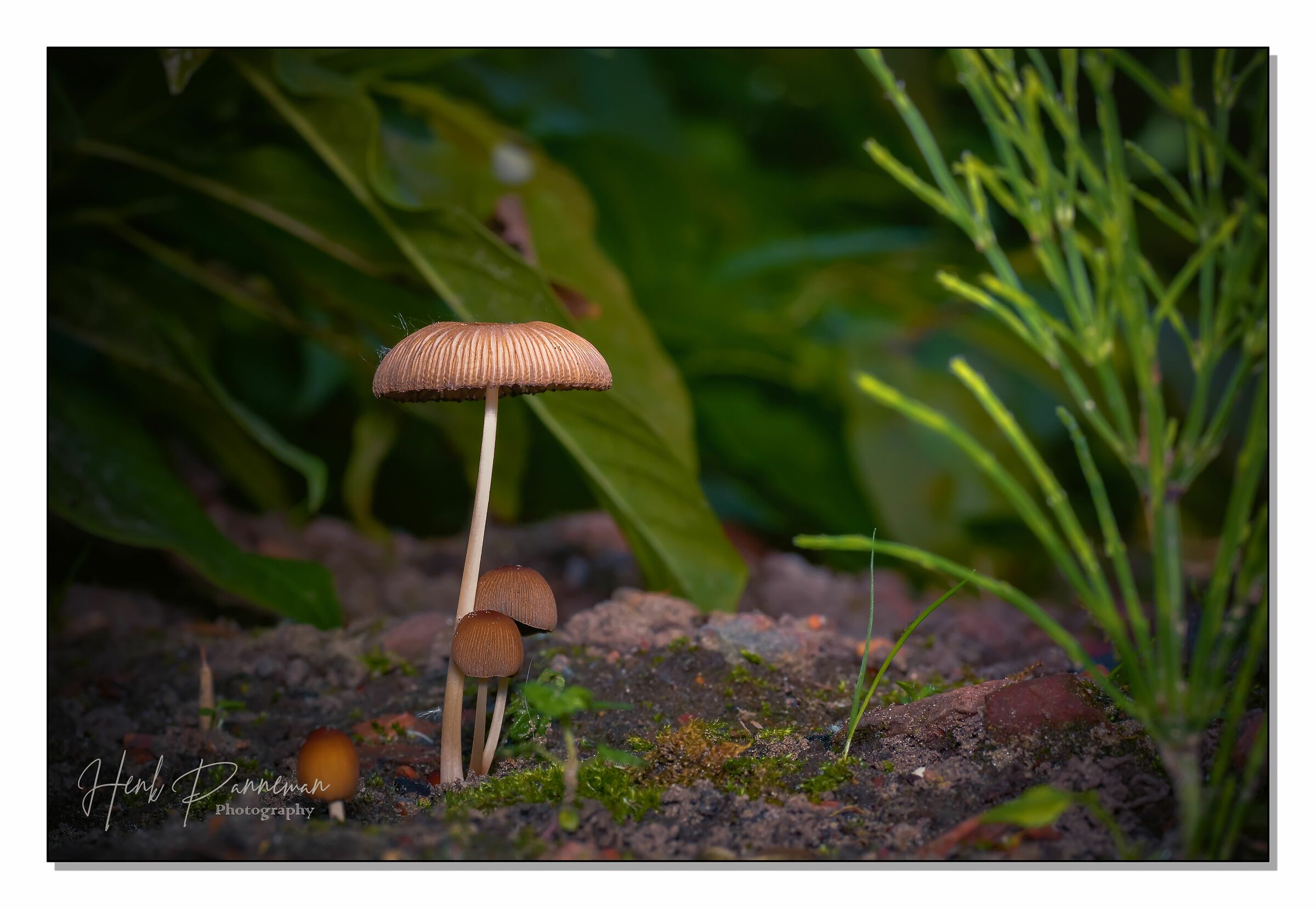 Piccolo mondo nel mio giardino
