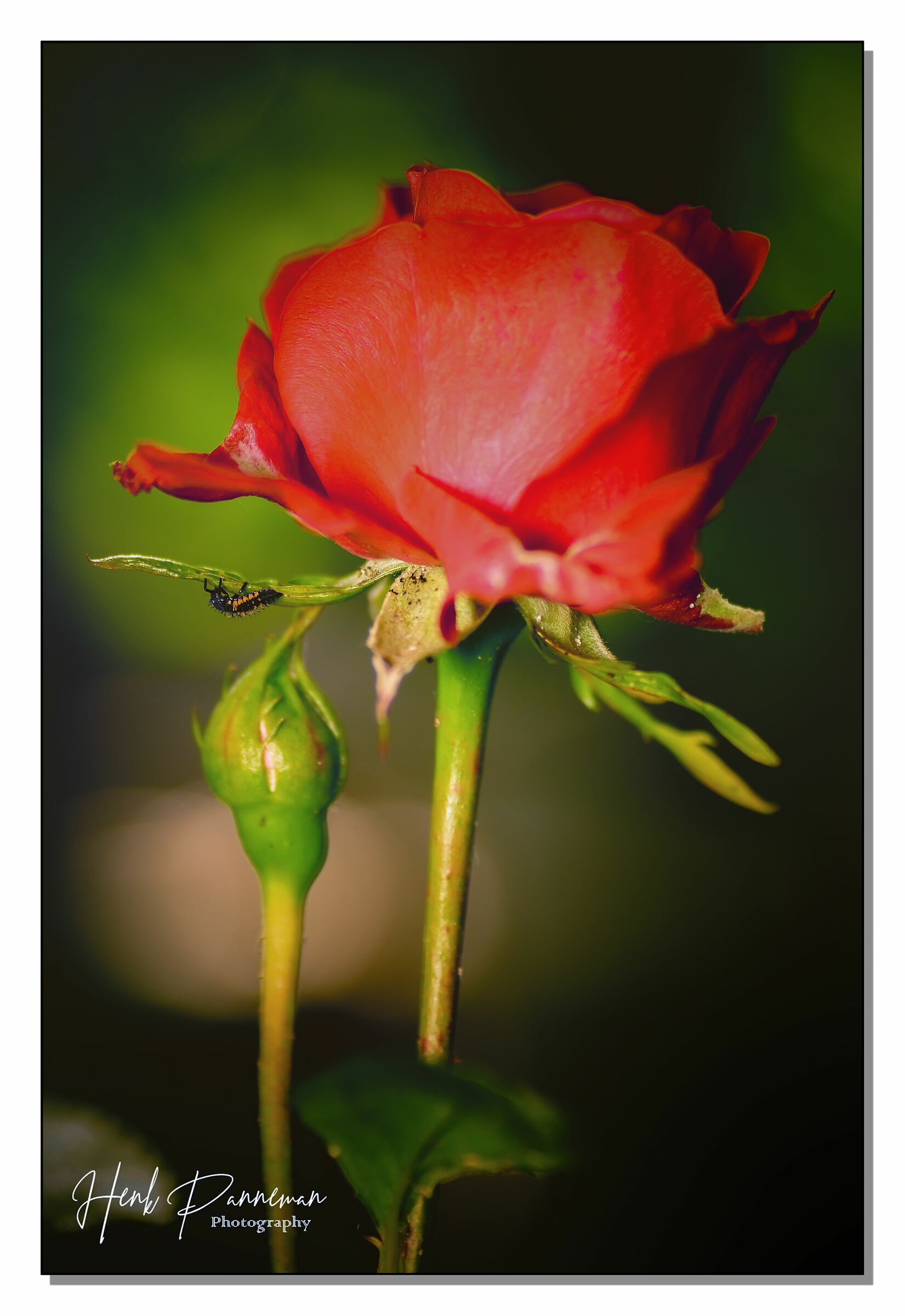 passato semplice di "rise"