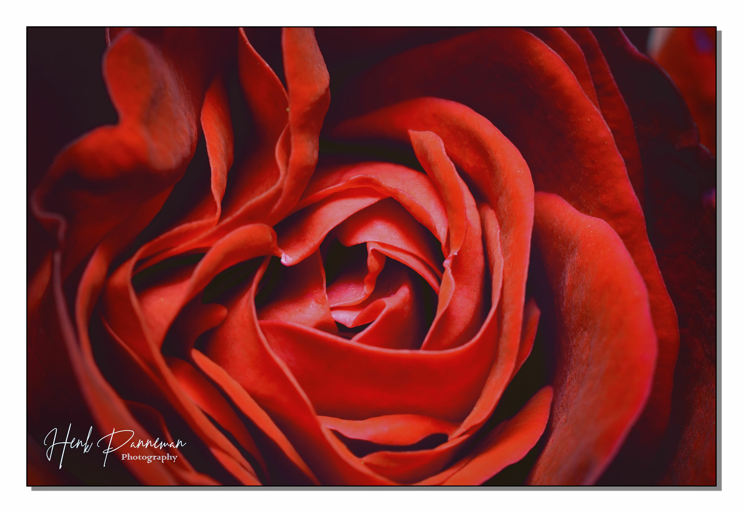 passato semplice di "rise"