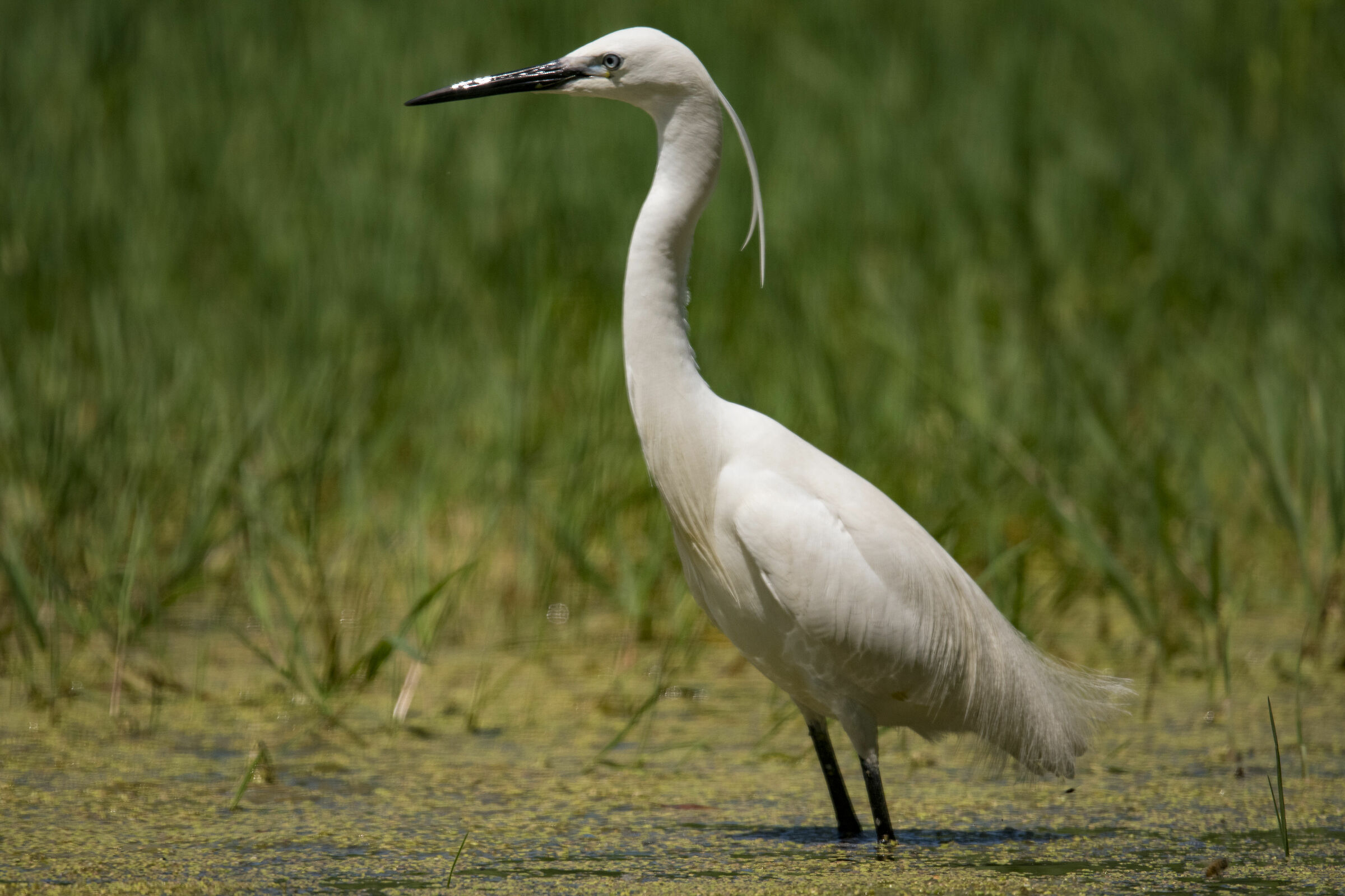 EGRET