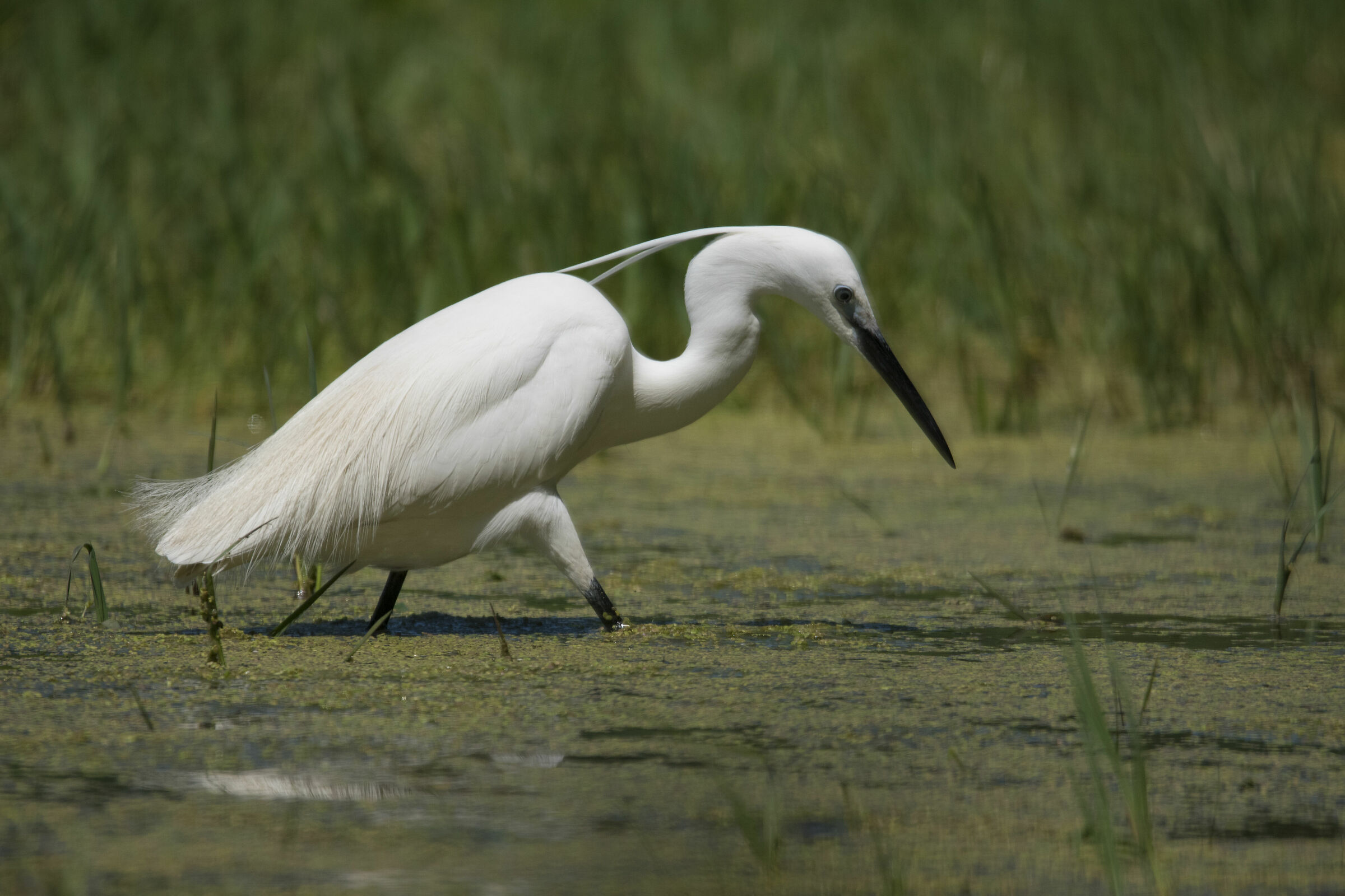 EGRET