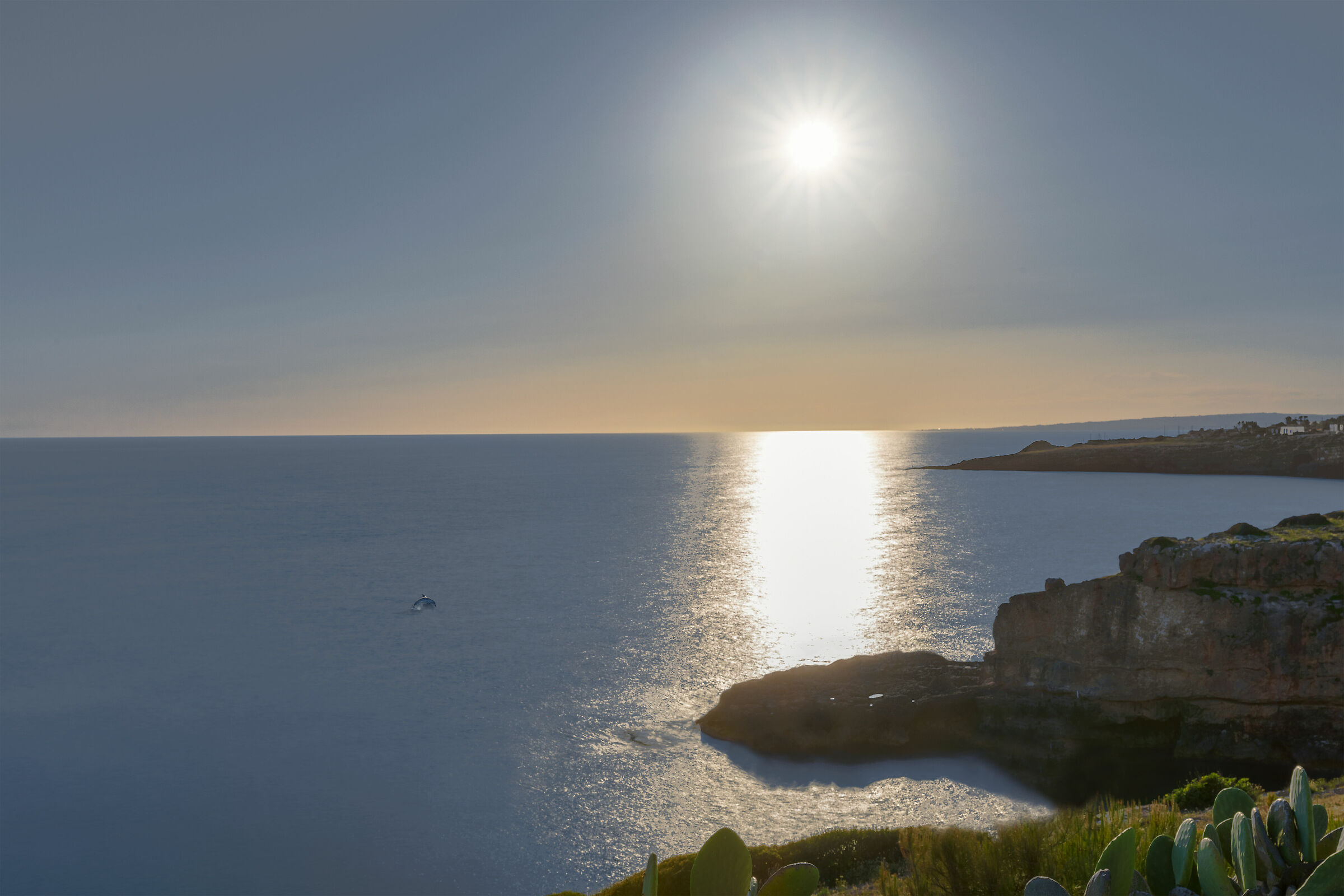 Il delfino di Leuca