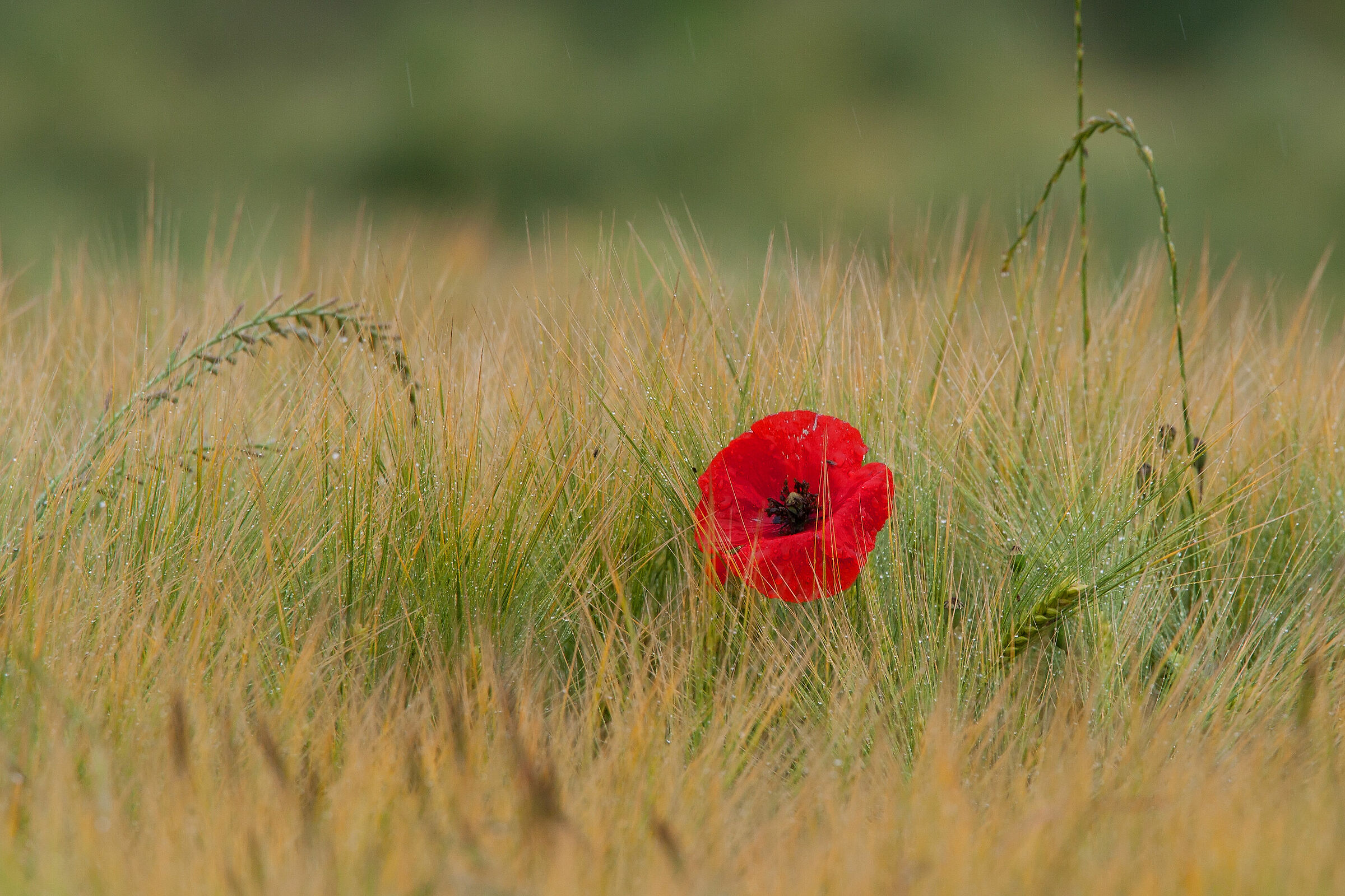 Il papavero solitario