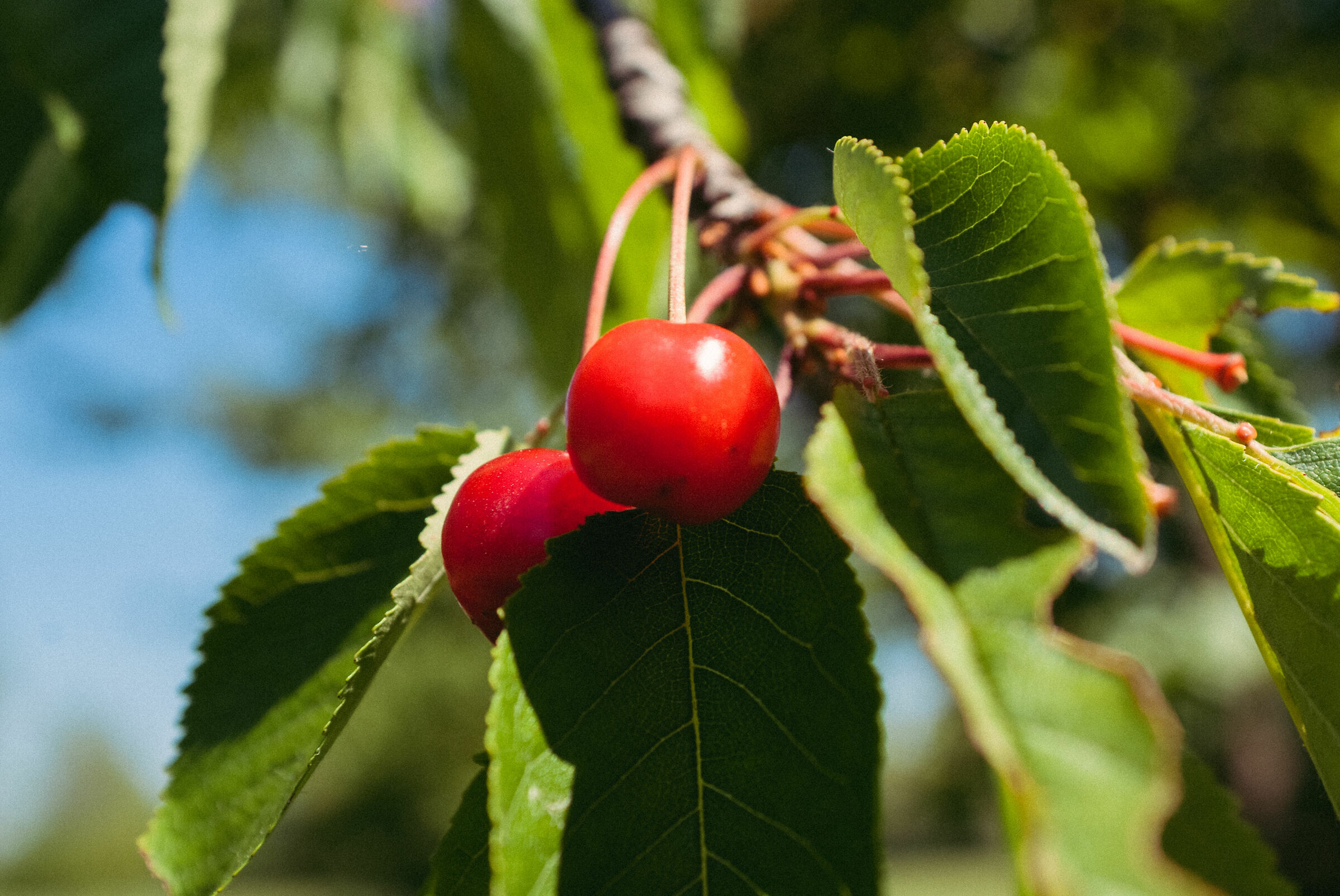 Le temps des cerises