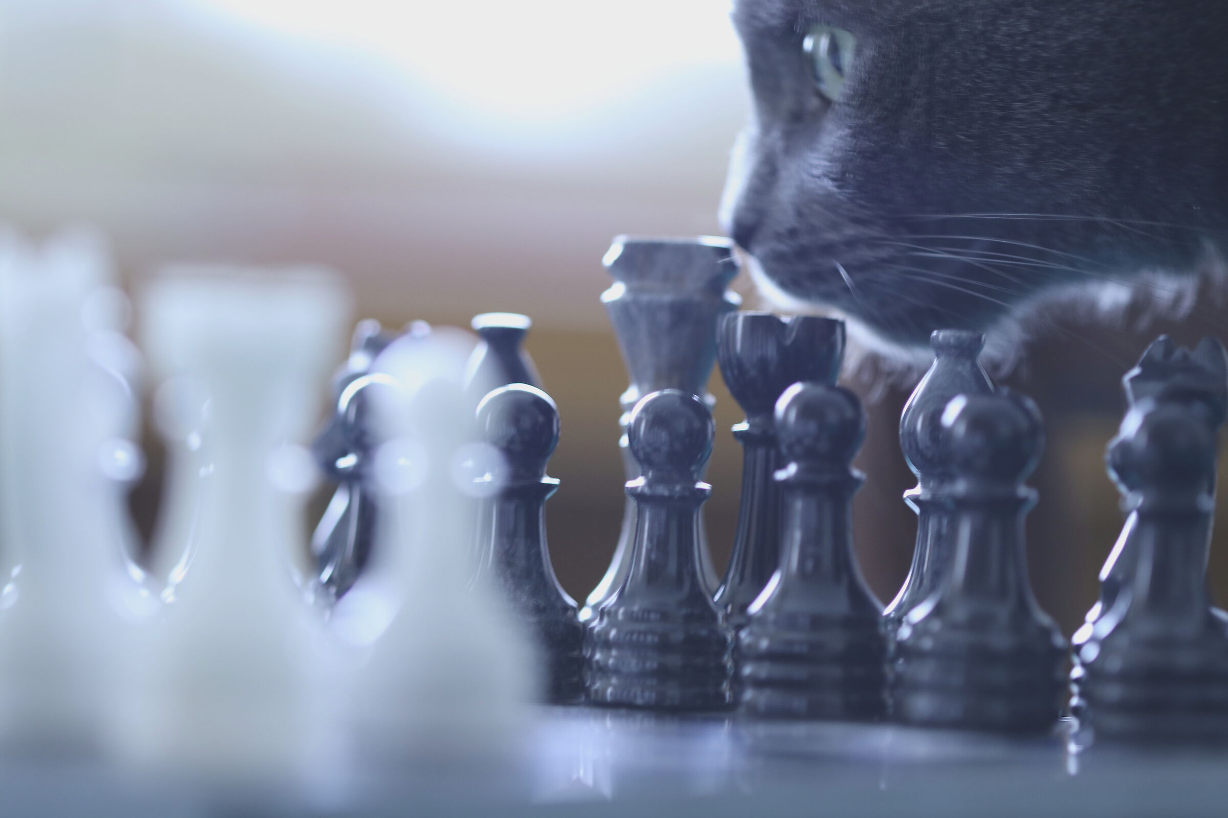 A Cat in chess
