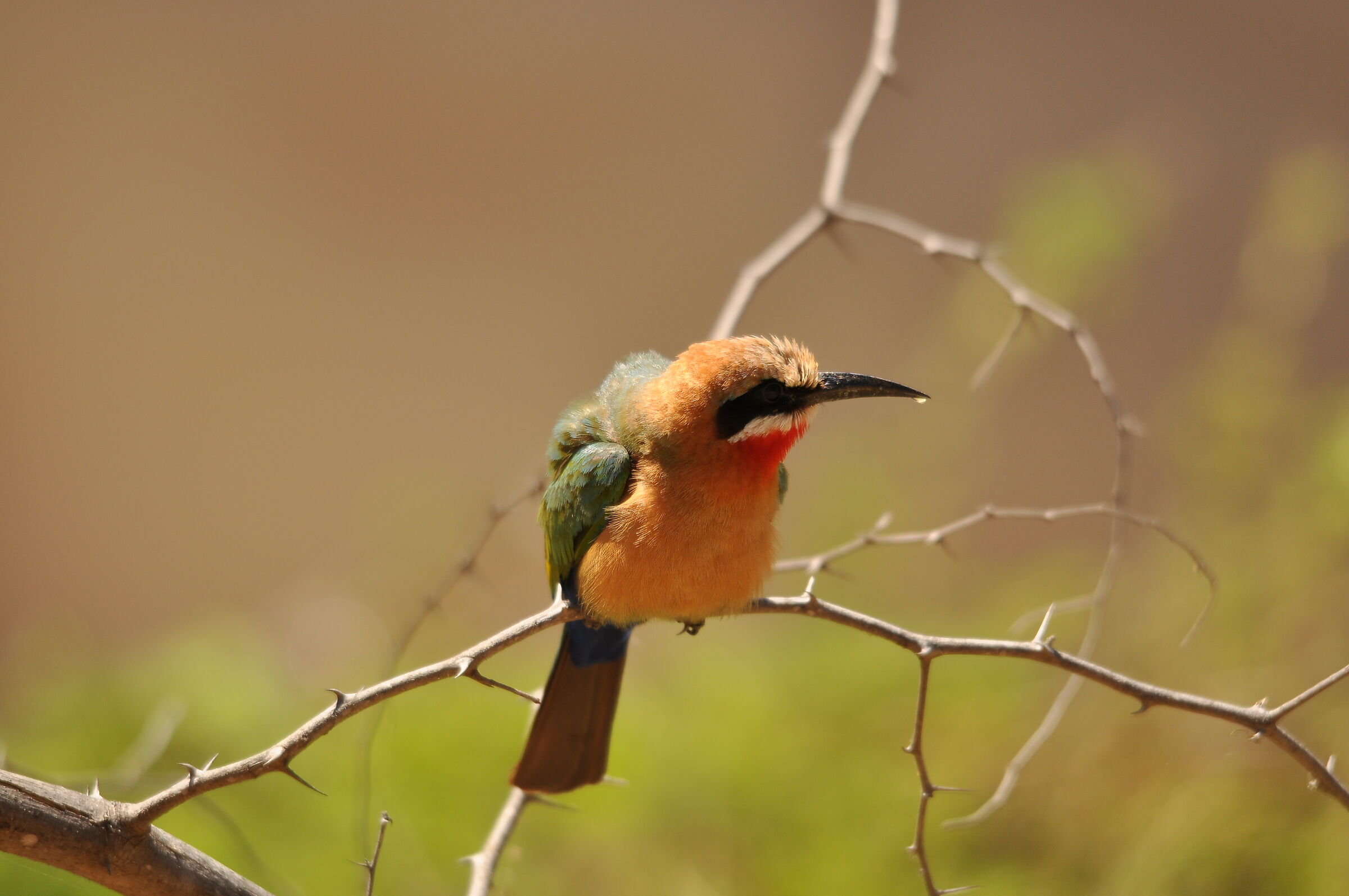Bee Eater