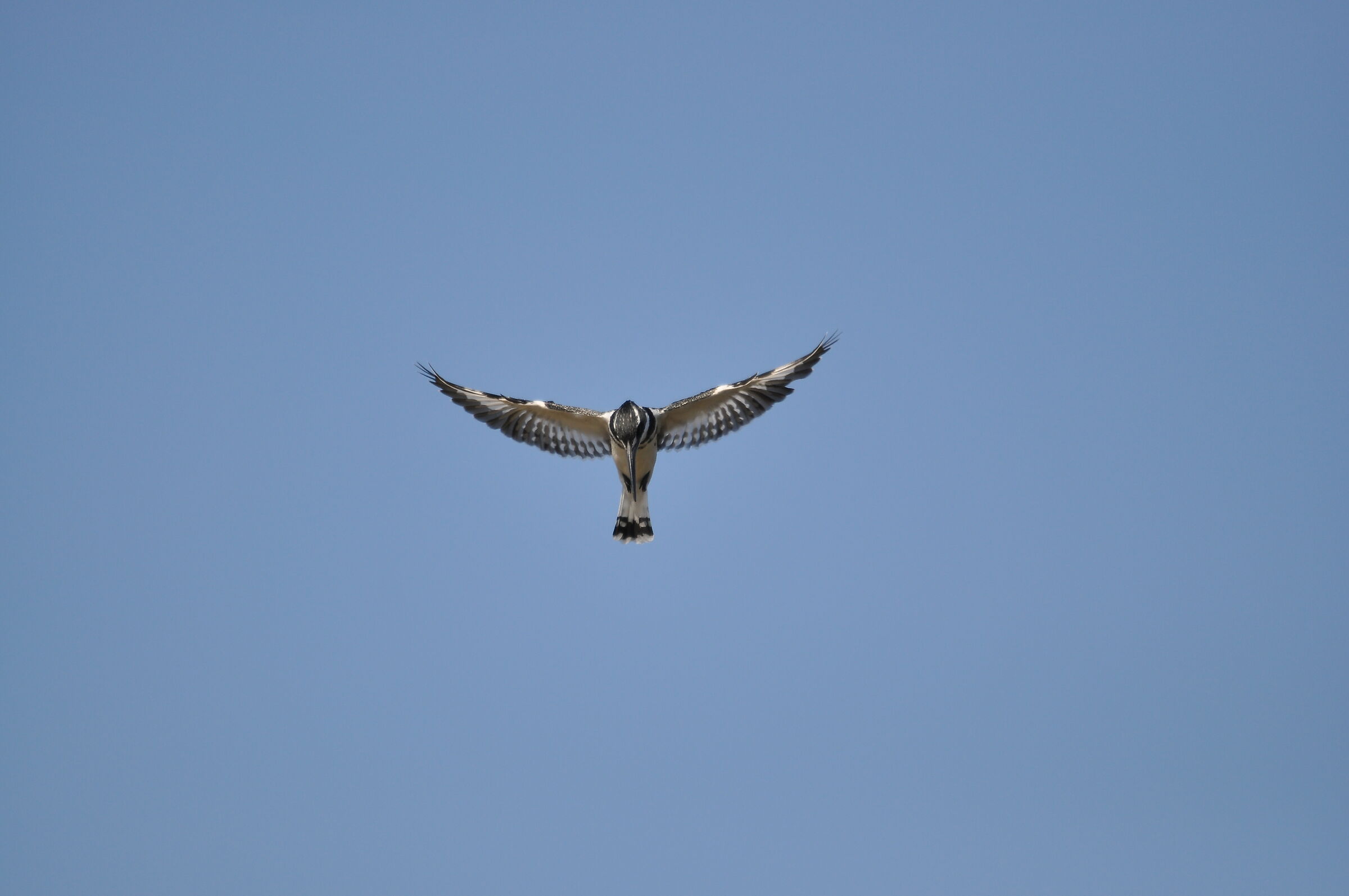 Black and white Kingfisher
