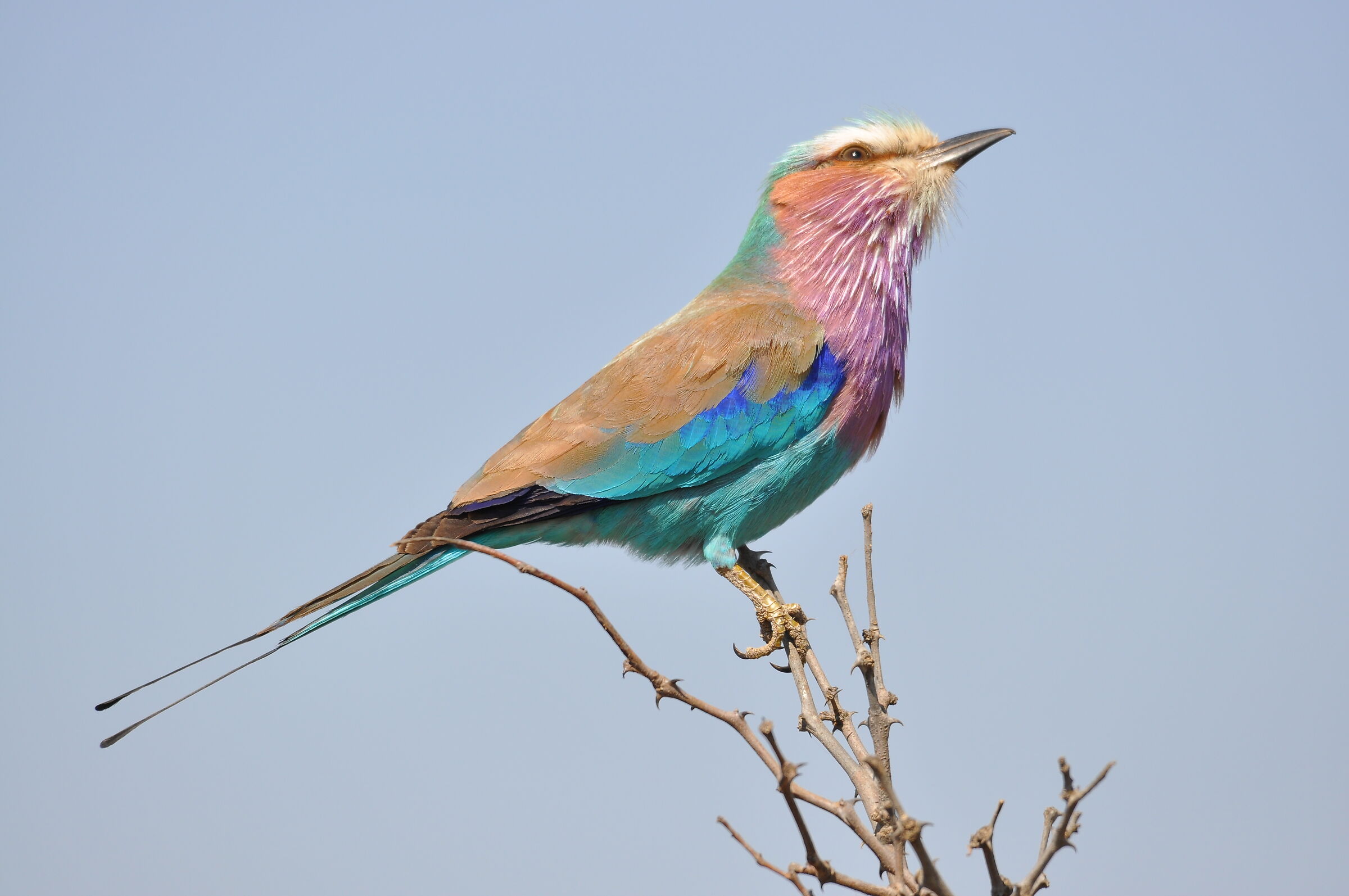 Lilac Breasted Roller