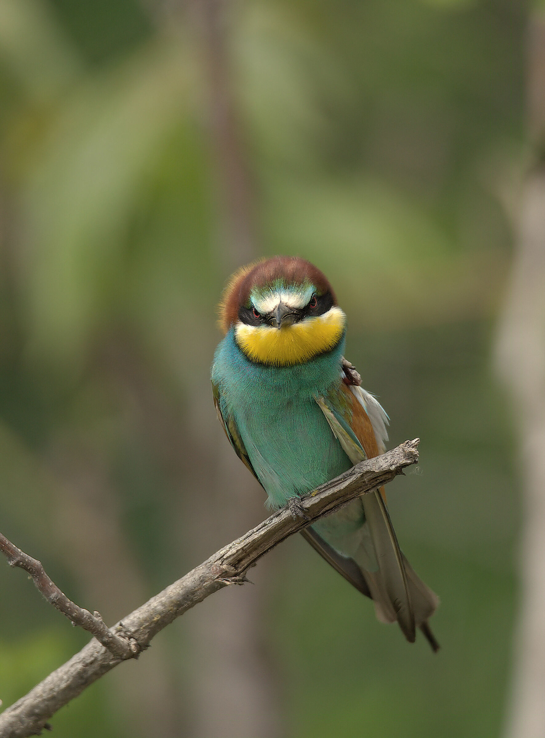 Bee-eater