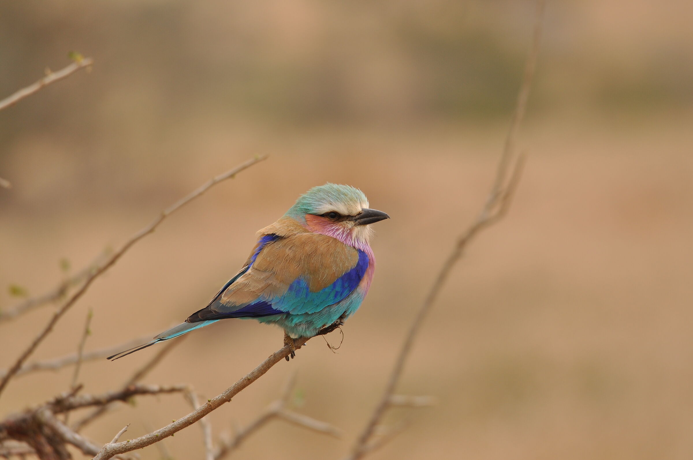Lilac Breasted Roller