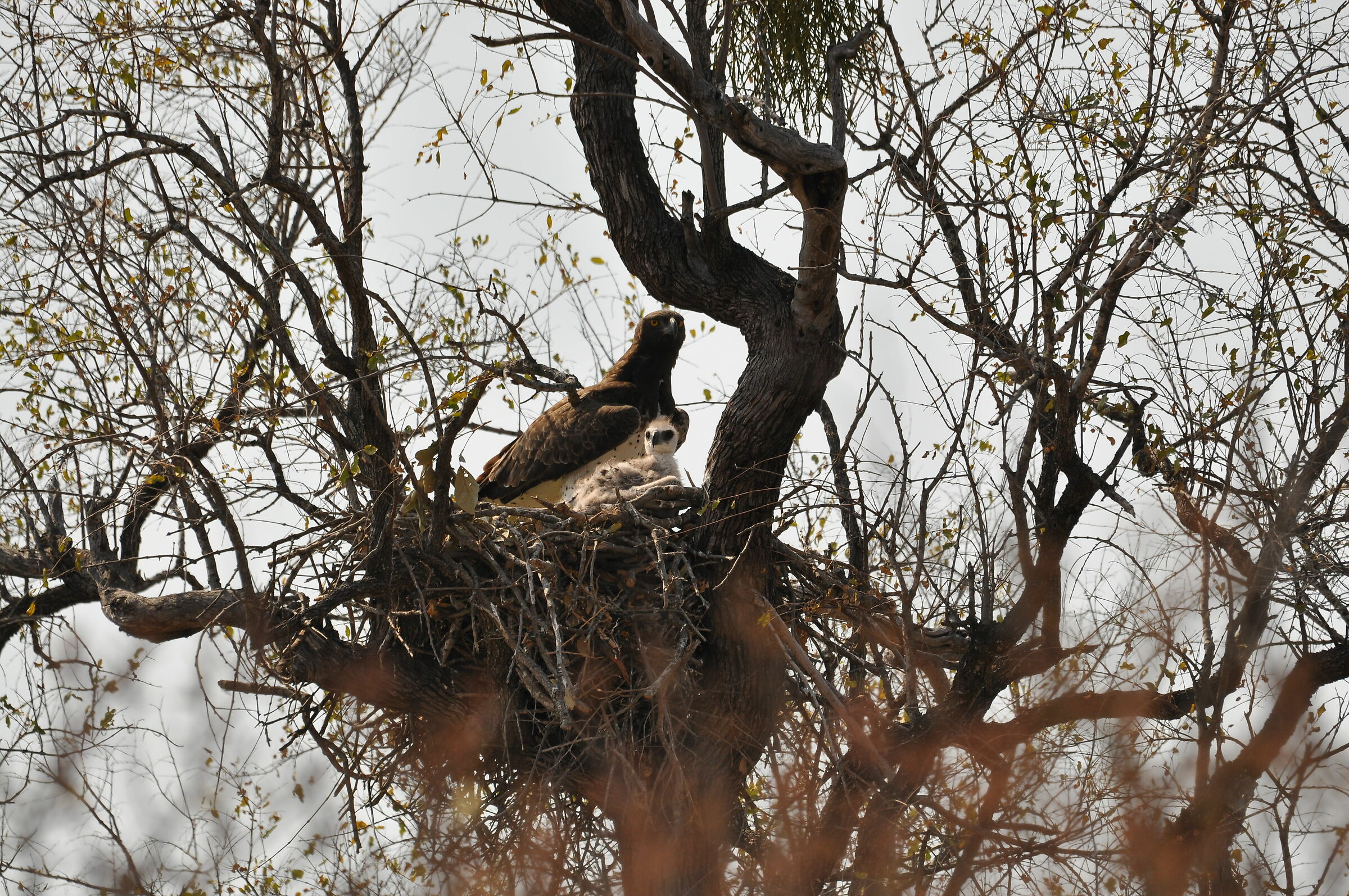 Martial Eagle Nest