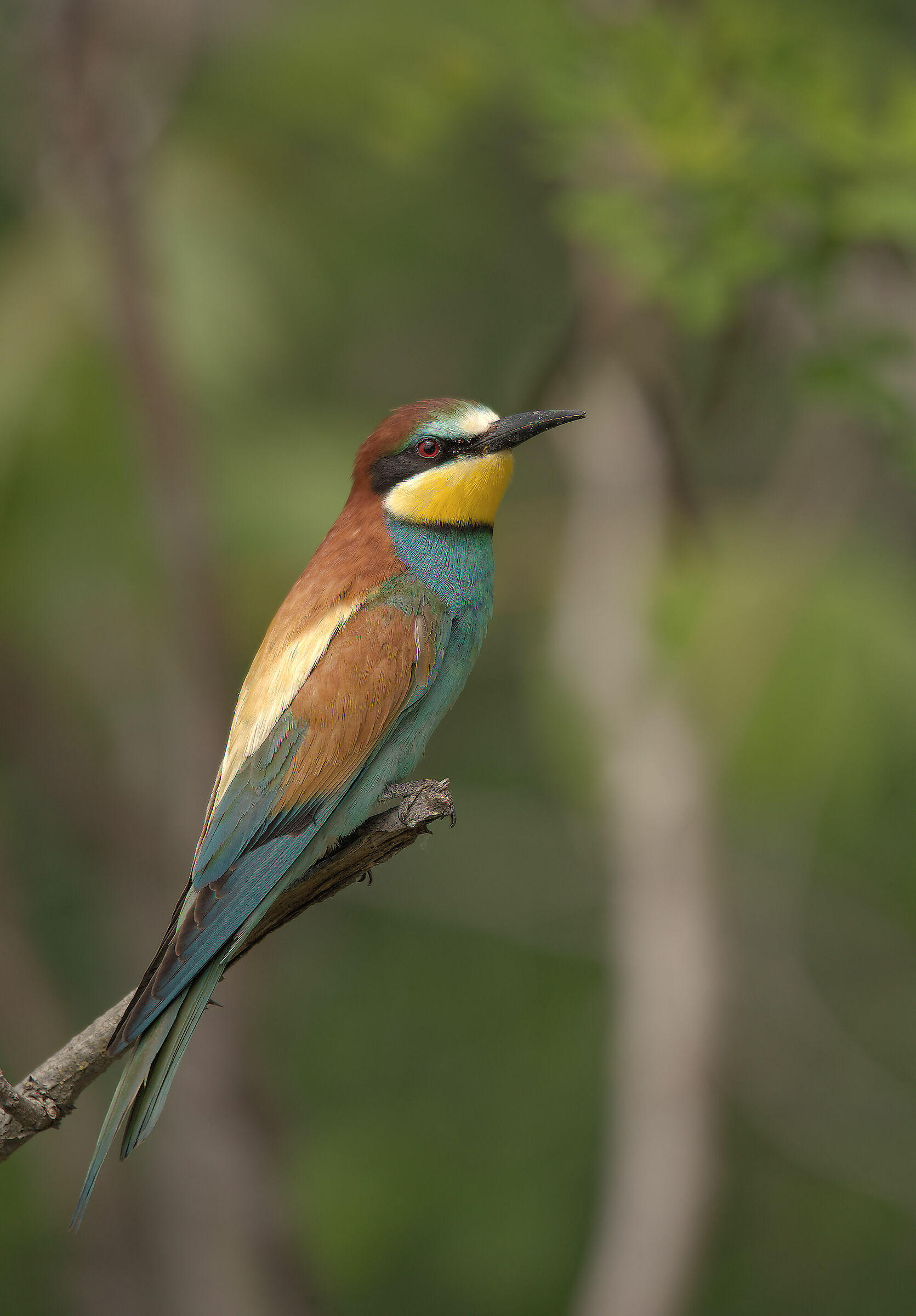 Bee-eater