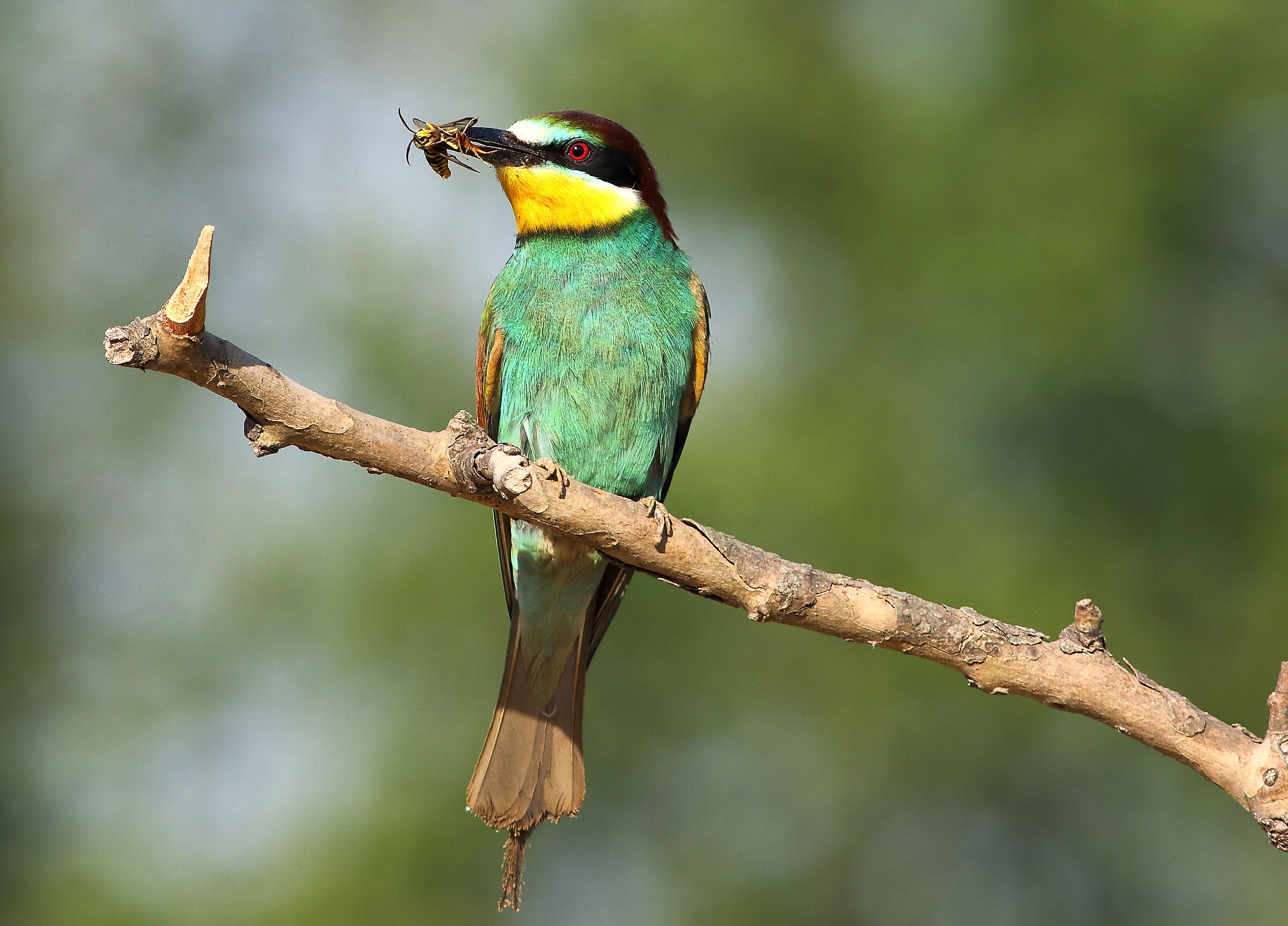 Bee-eater