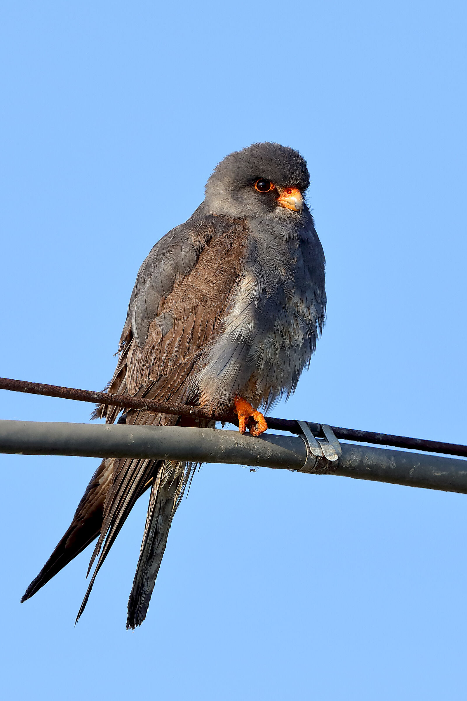Falco cuculo giovane